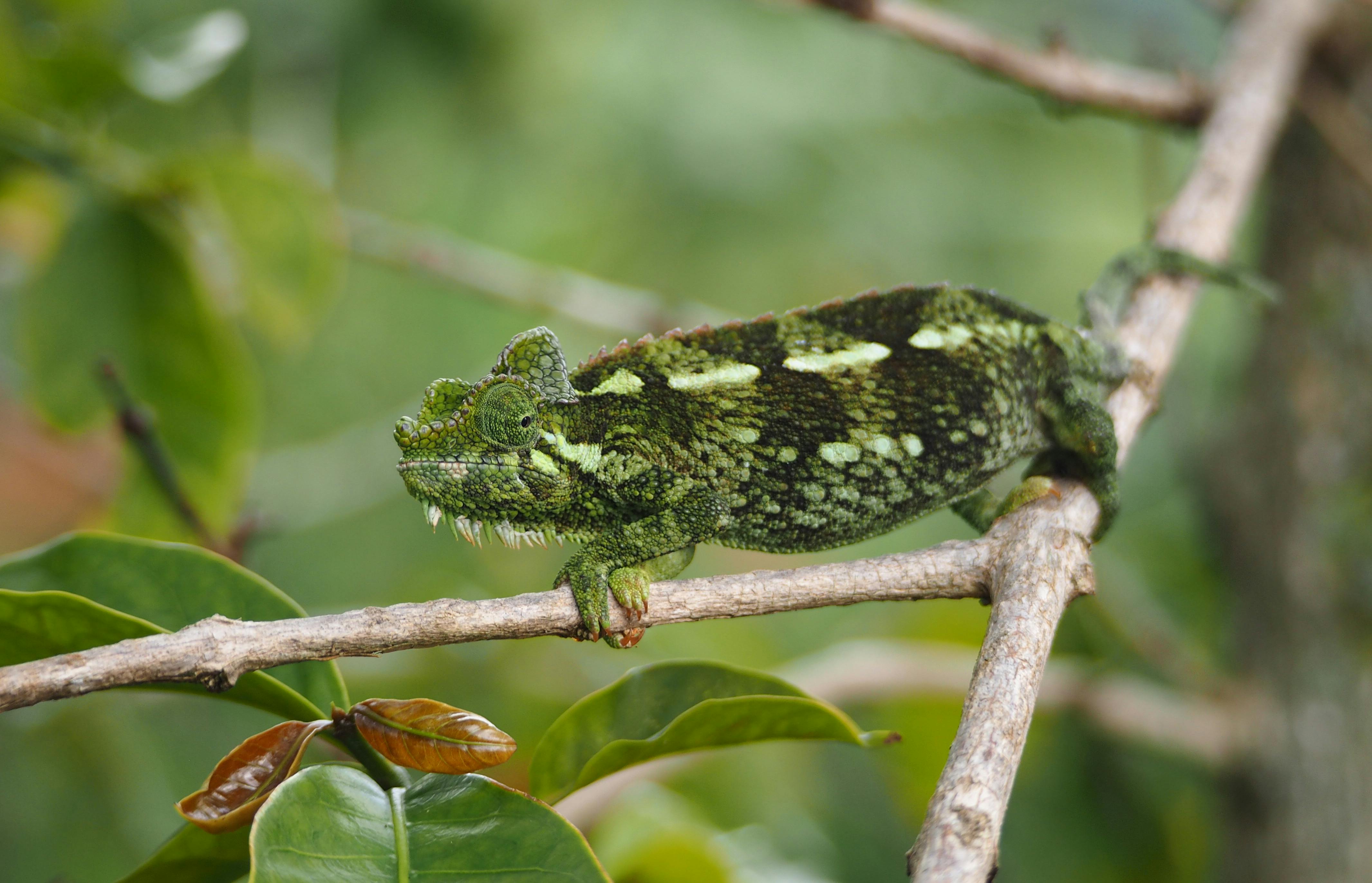 A vivid green chameleon clings to a slender branch in the rainforest of Masoala, Madagascar.