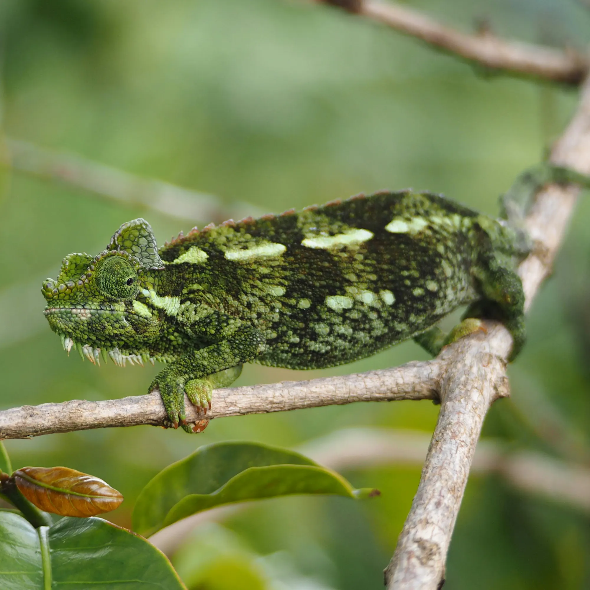 A vivid green chameleon clings to a slender branch in the rainforest of Masoala, Madagascar.