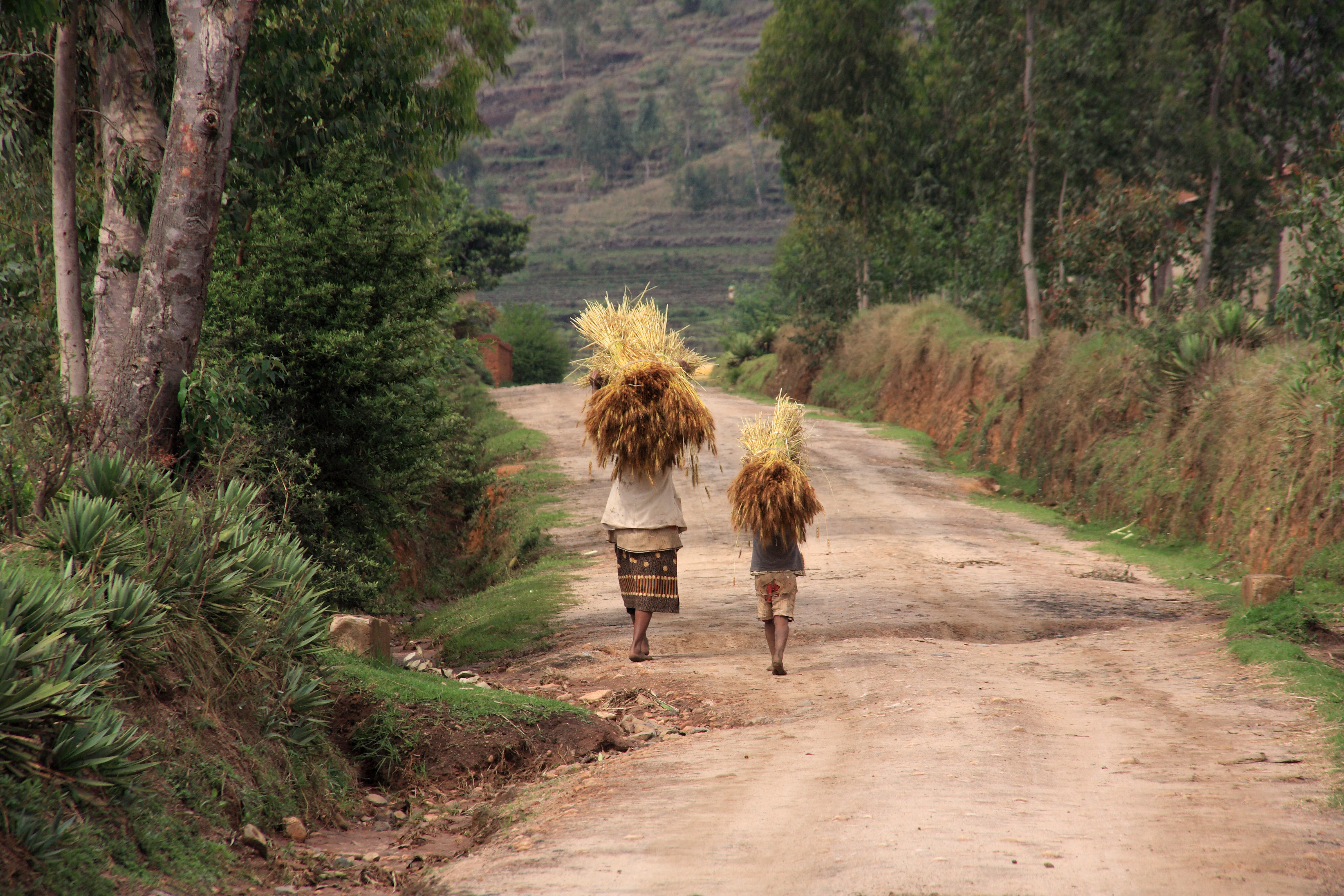 A woman carries a large bundle of straw on her head along a dusty rural path in Madagascar.