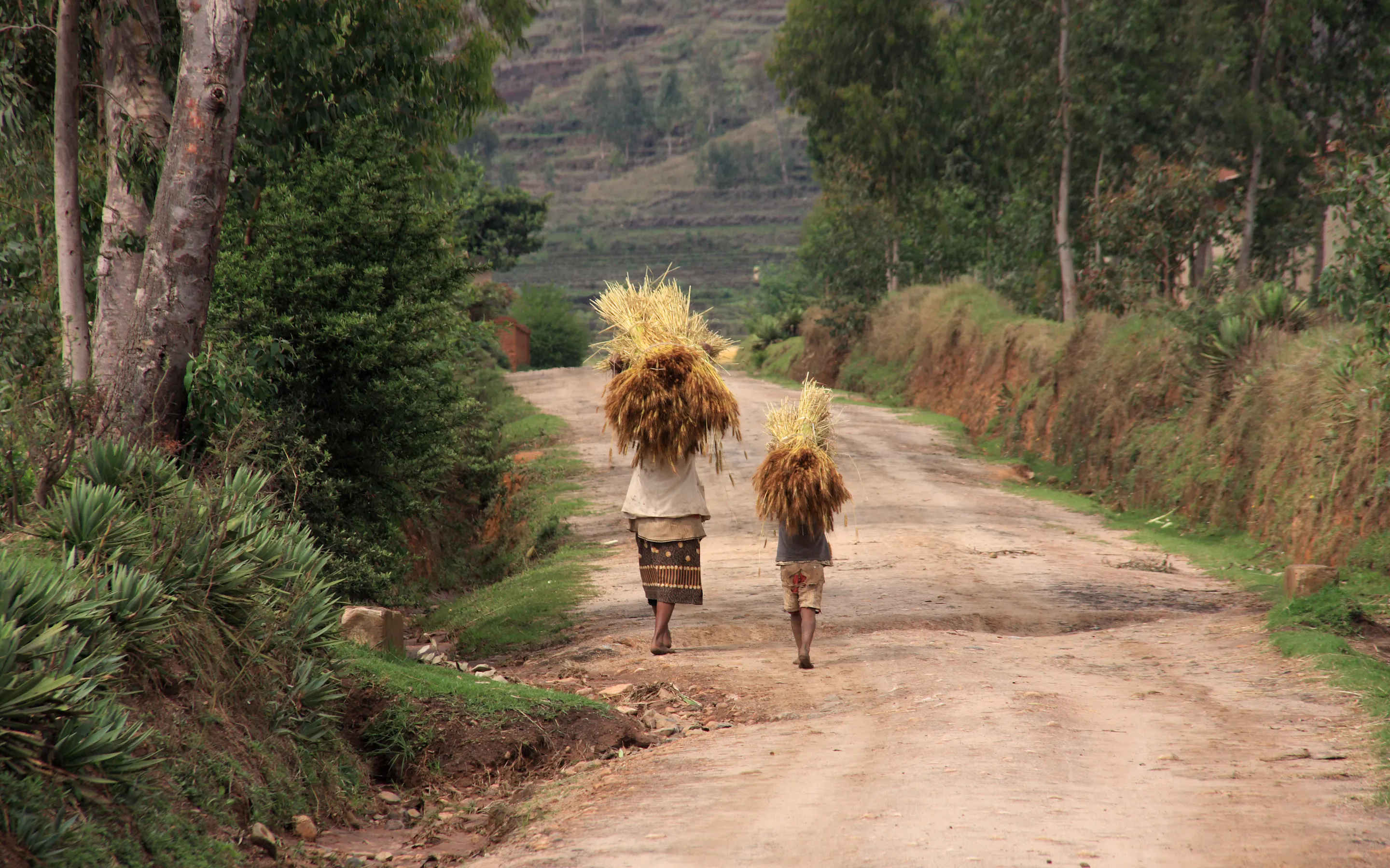 A woman carries a large bundle of straw on her head along a dusty rural path in Madagascar.