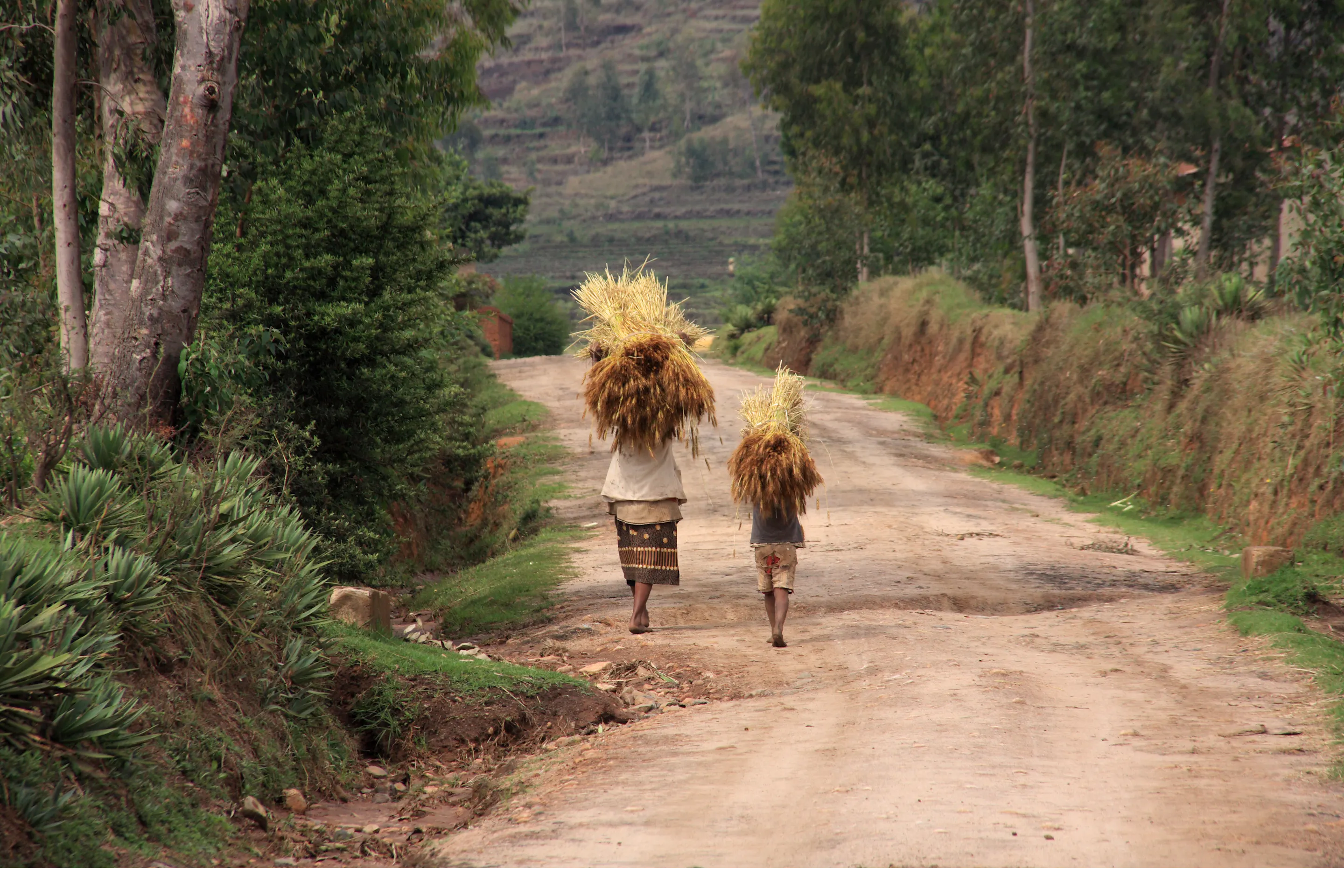 A woman carries a large bundle of straw on her head along a dusty rural path in Madagascar.