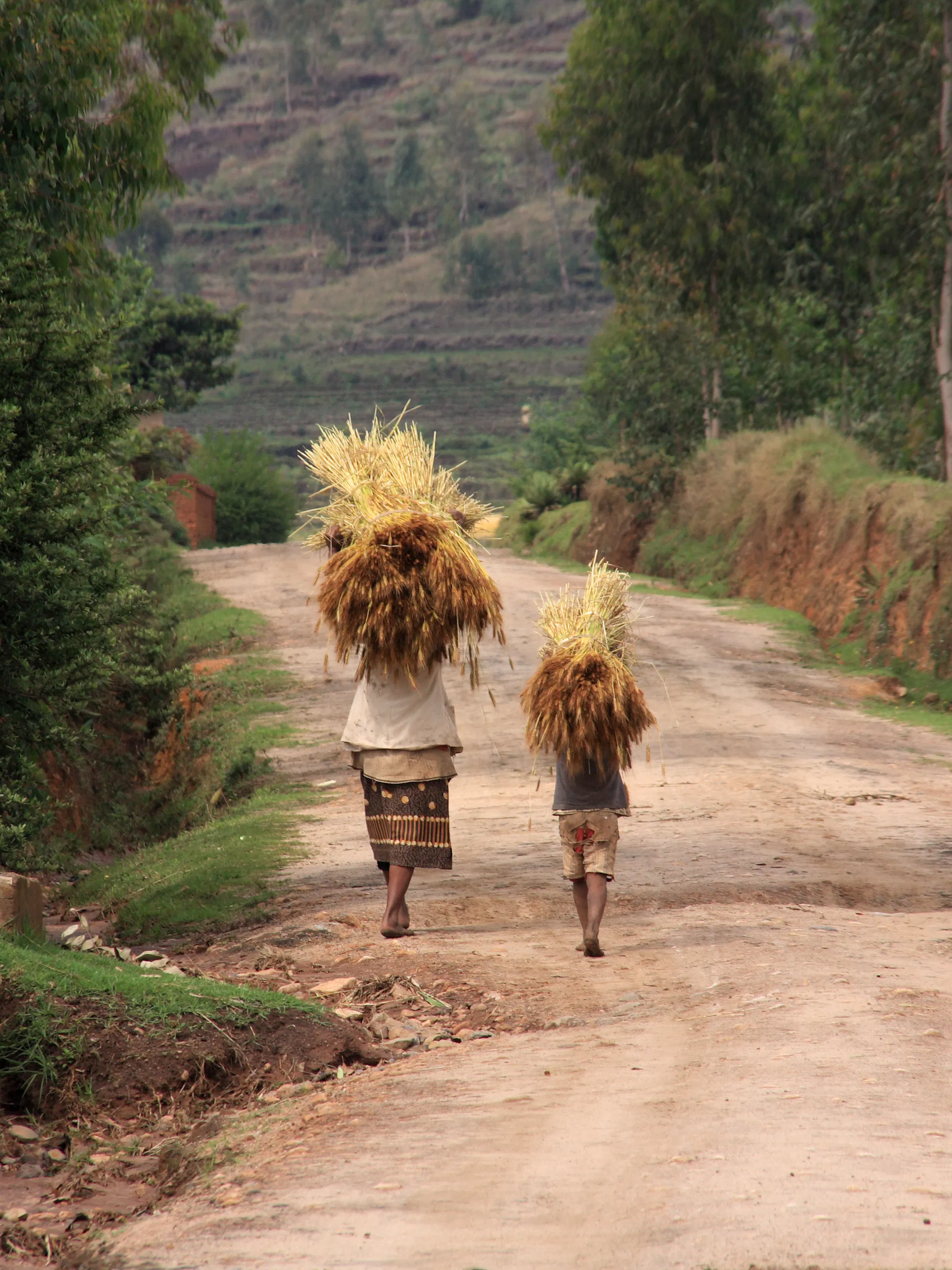 A woman carries a large bundle of straw on her head along a dusty rural path in Madagascar.