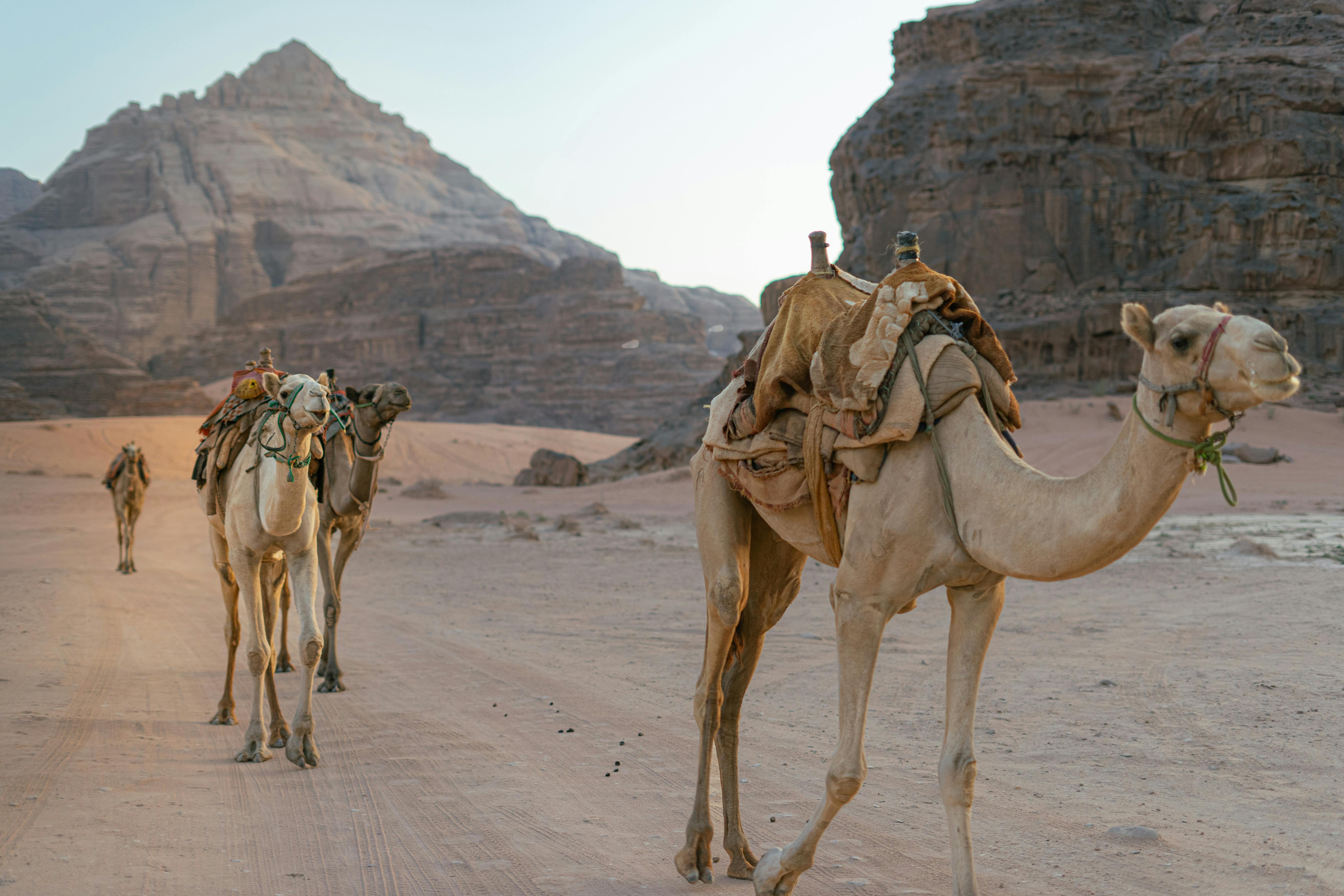 Two camels walk across a flat sandy expanse in Wadi Rum desert under a wide open sky.