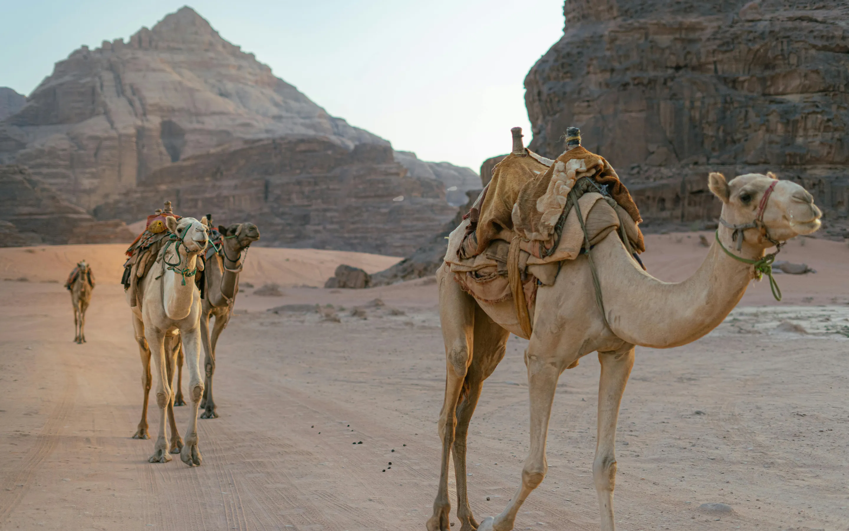 Two camels walk across a flat sandy expanse in Wadi Rum desert under a wide open sky.