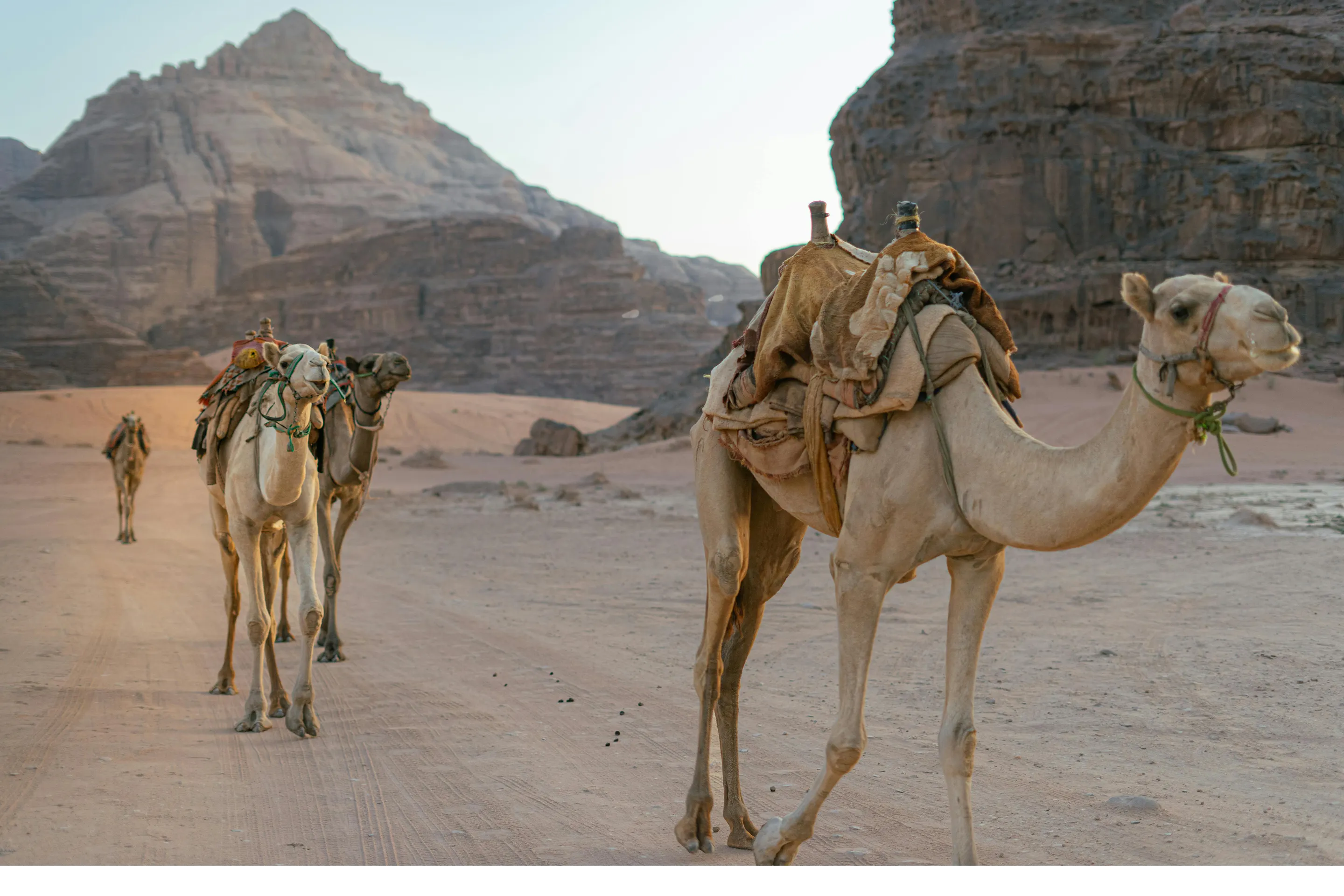 Two camels walk across a flat sandy expanse in Wadi Rum desert under a wide open sky.