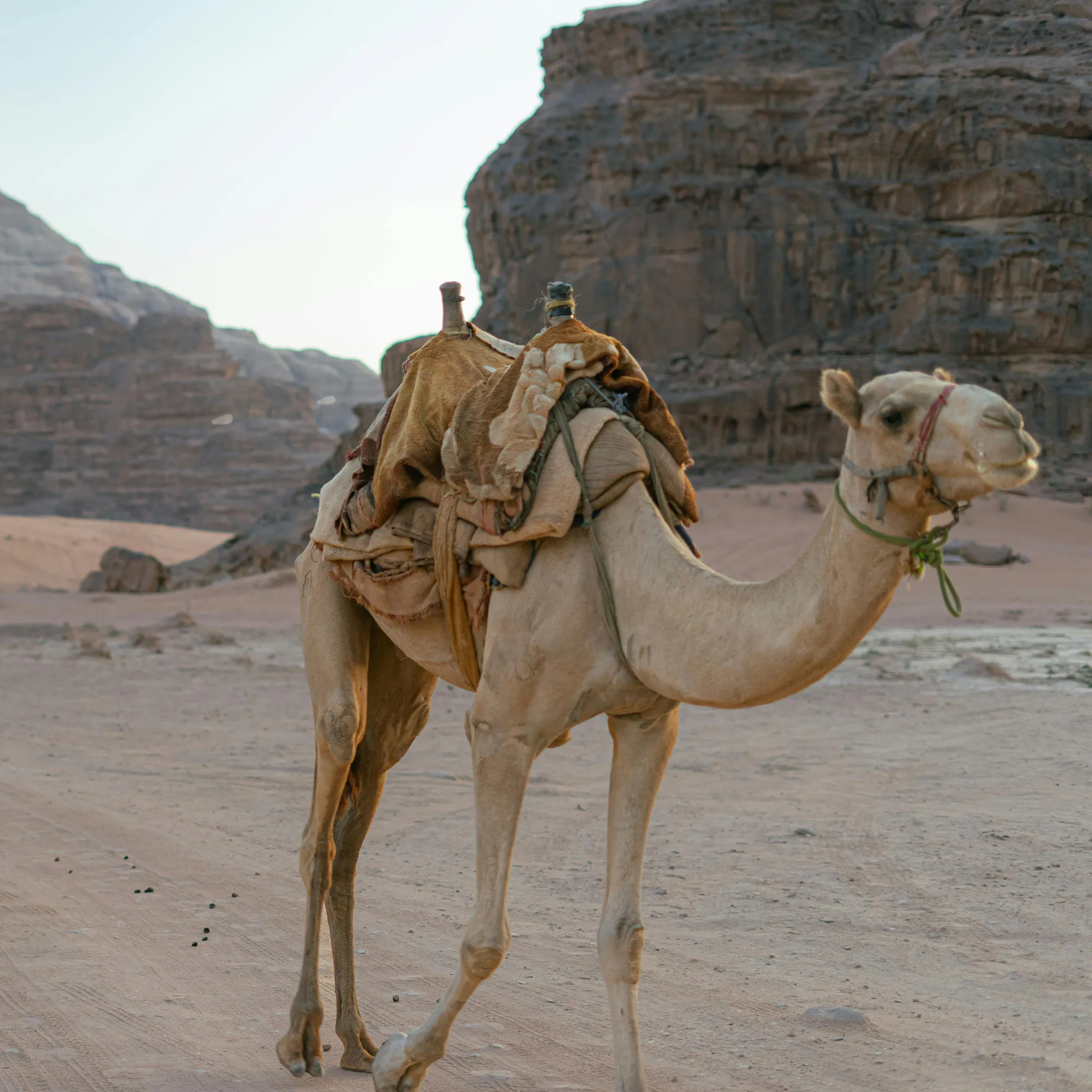 Two camels walk across a flat sandy expanse in Wadi Rum desert under a wide open sky.