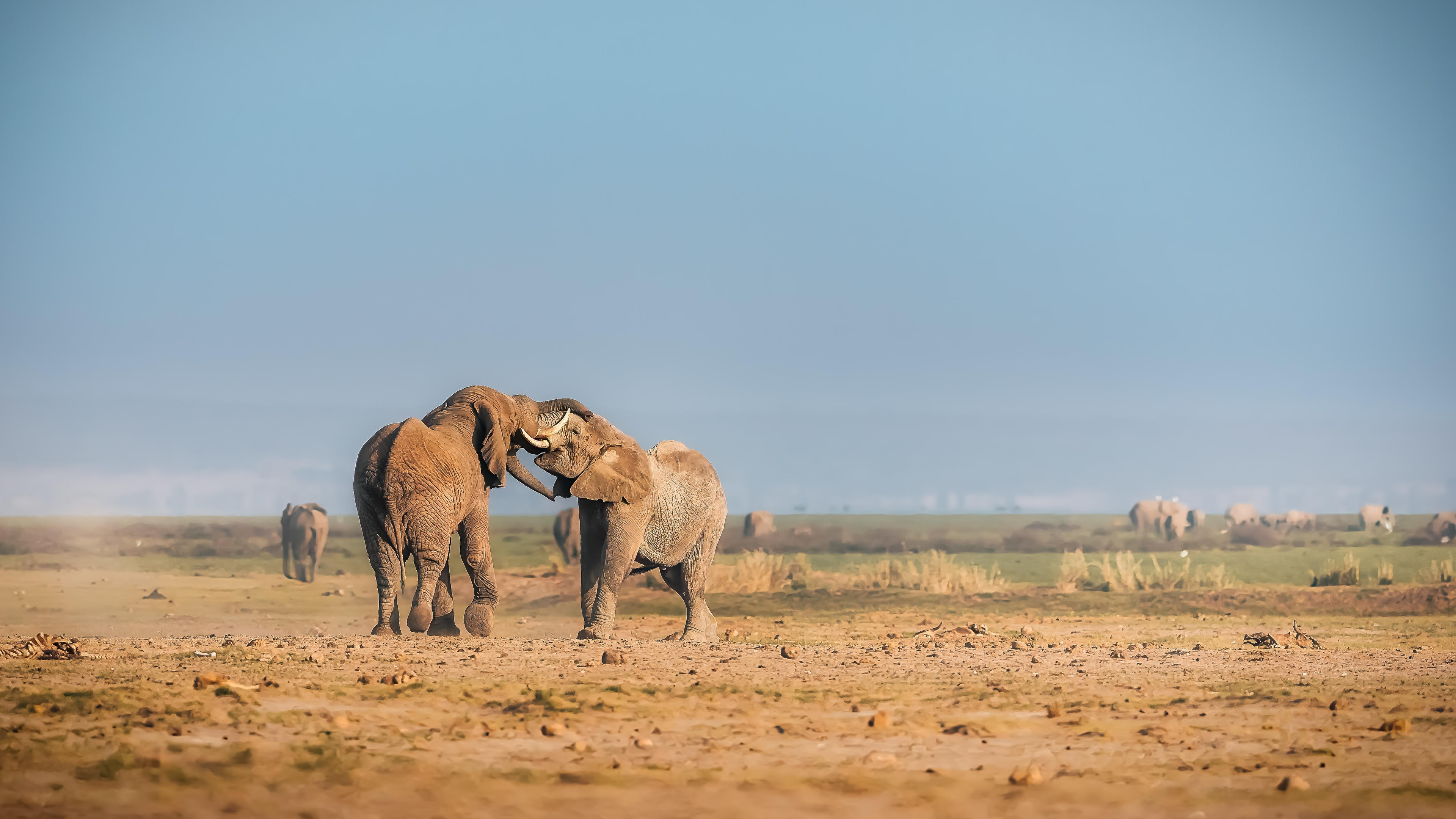 A herd of elephants walks across dry golden savanna with Mount Kilimanjaro in the distance.