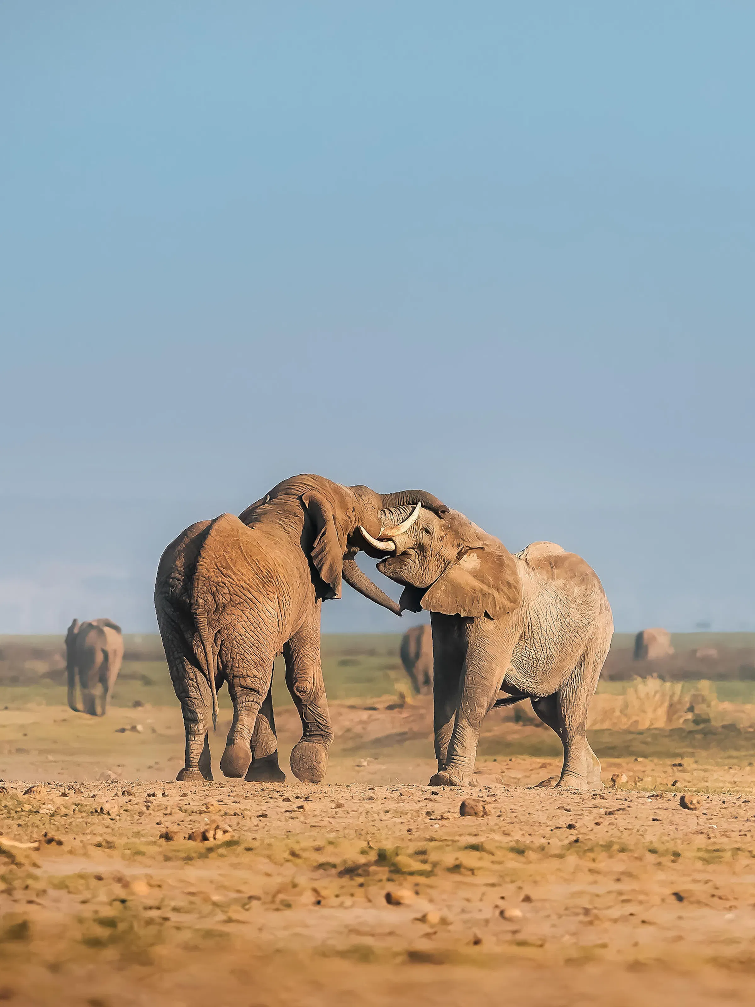 A herd of elephants walks across dry golden savanna with Mount Kilimanjaro in the distance.