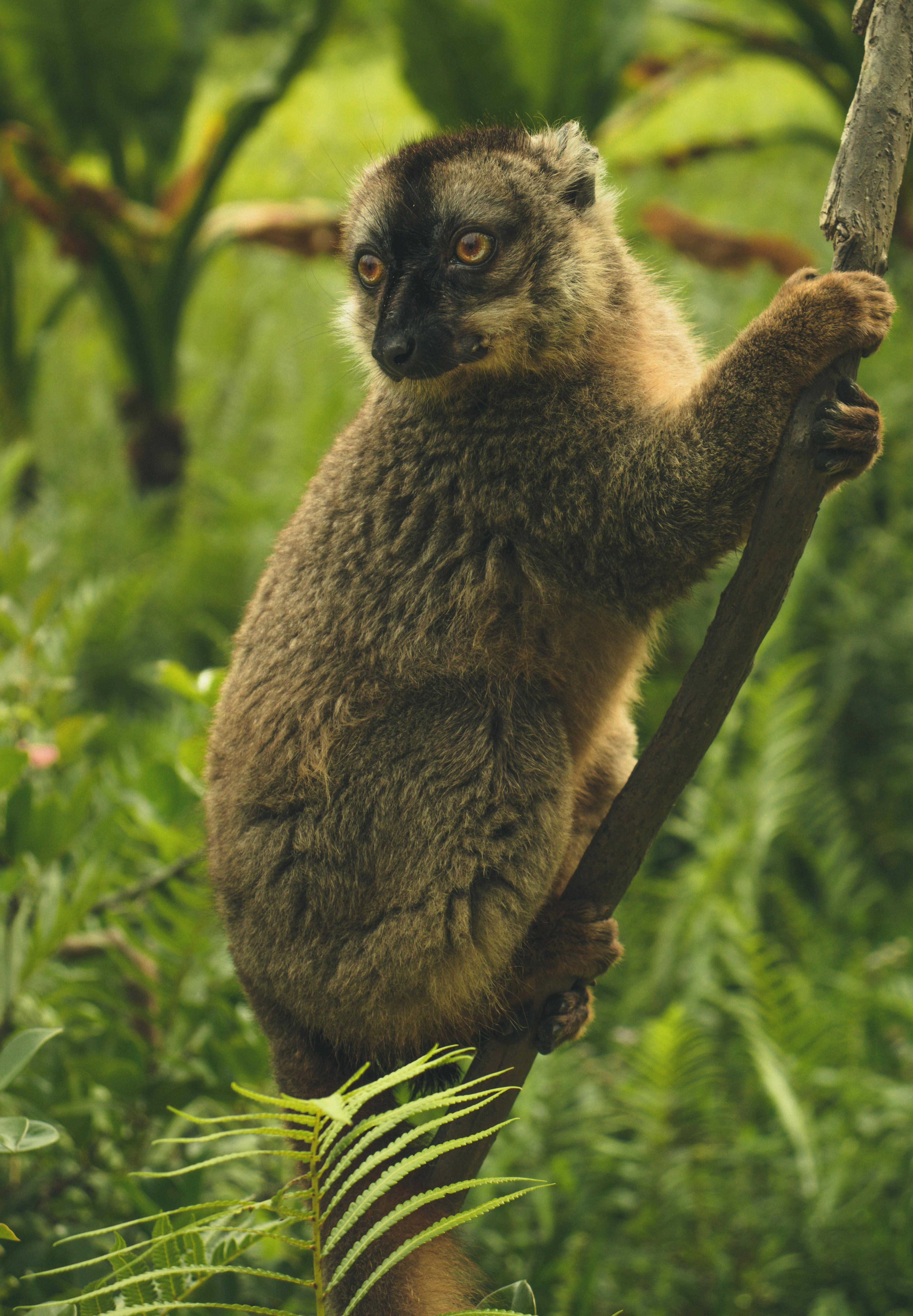 A ring-tailed lemur sits upright on a branch, its black-and-white striped tail curled beside it.