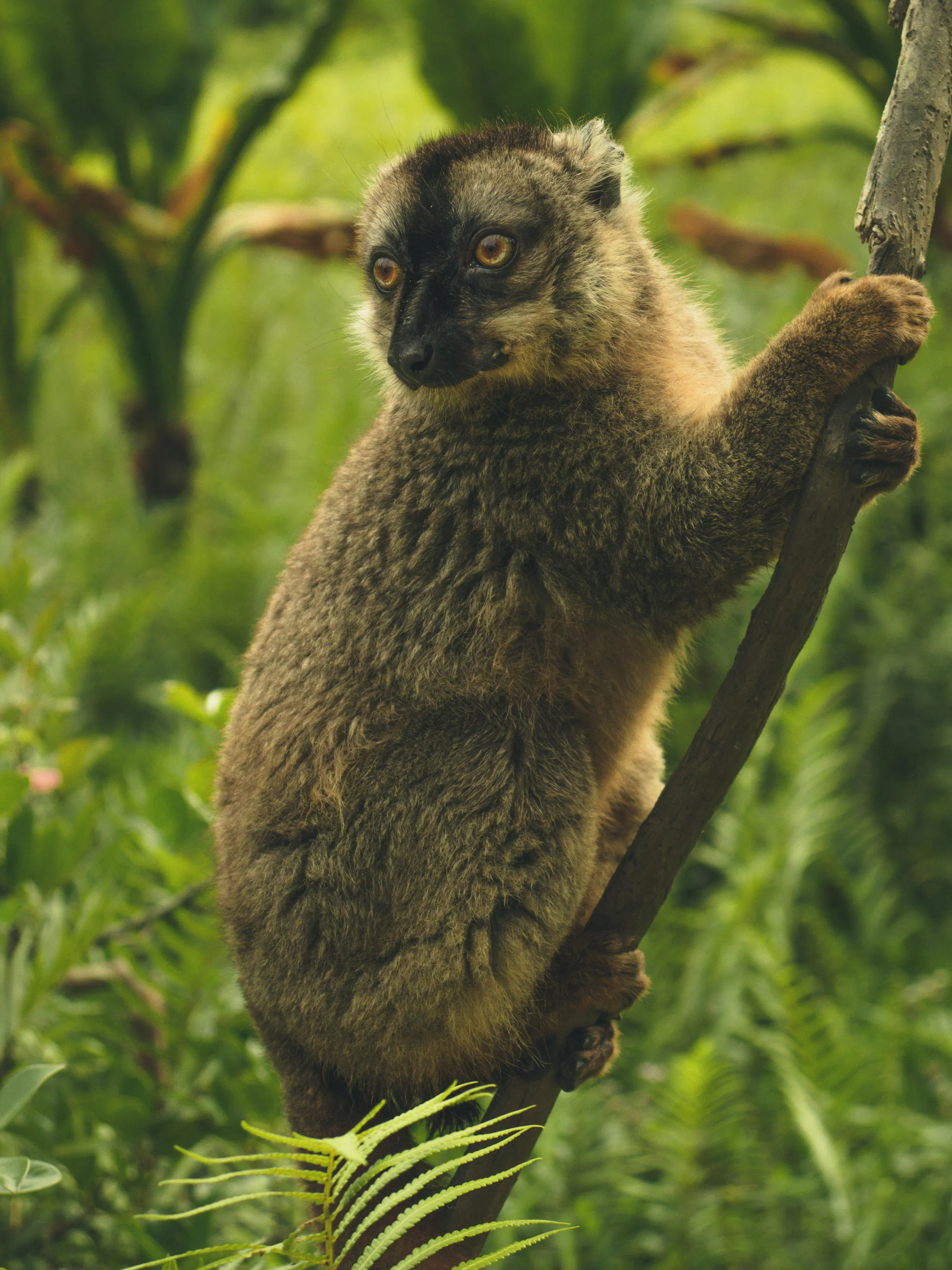 A ring-tailed lemur sits upright on a branch, its black-and-white striped tail curled beside it.