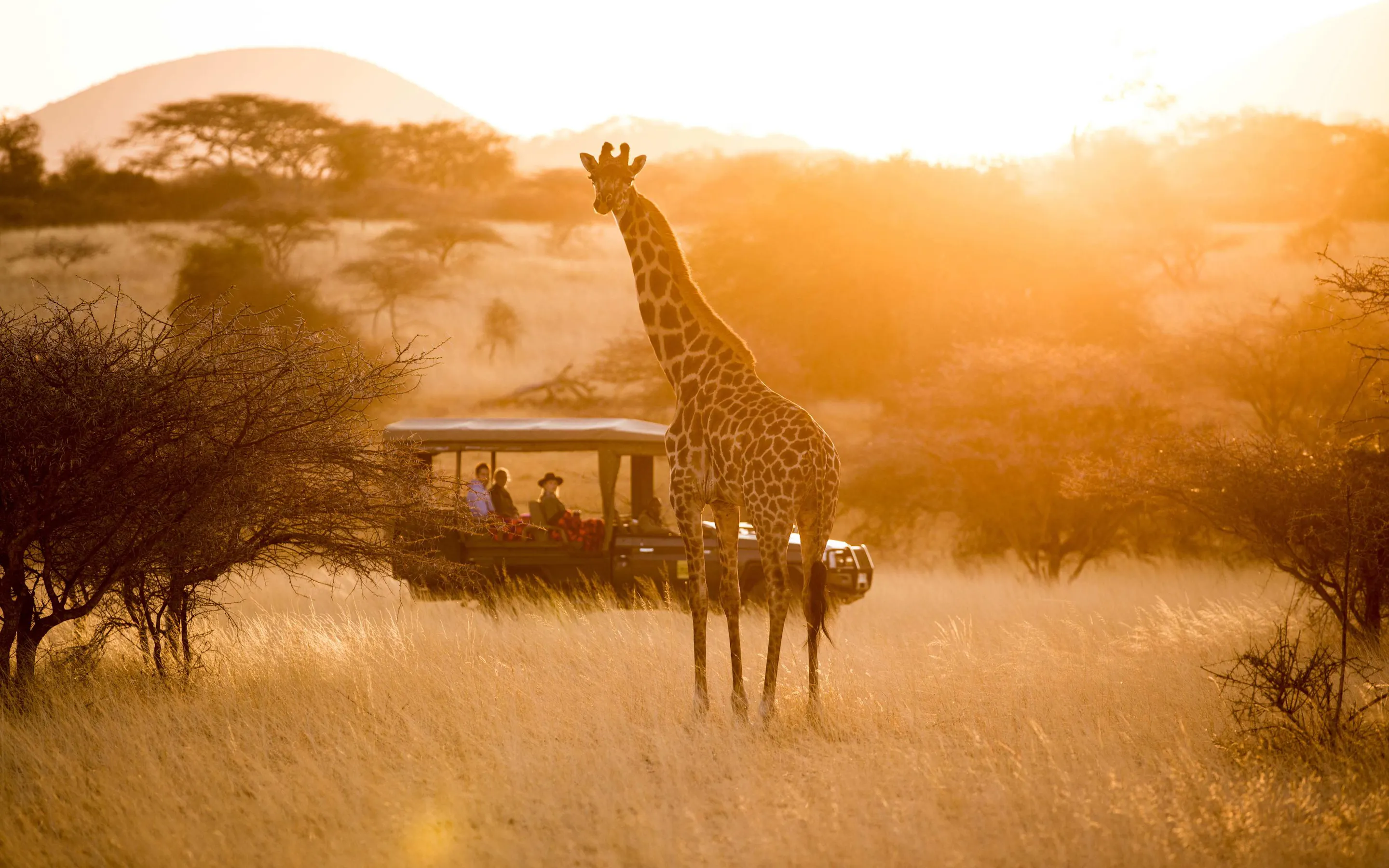 A group of giraffes moves across open savanna at golden hour with Mount Kilimanjaro beyond.