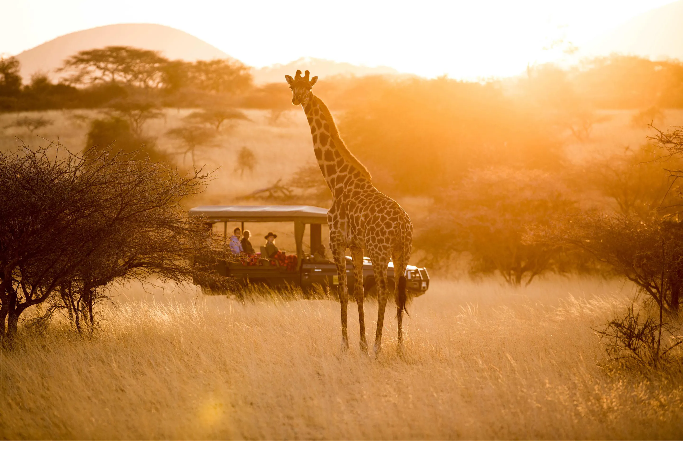 A group of giraffes moves across open savanna at golden hour with Mount Kilimanjaro beyond.