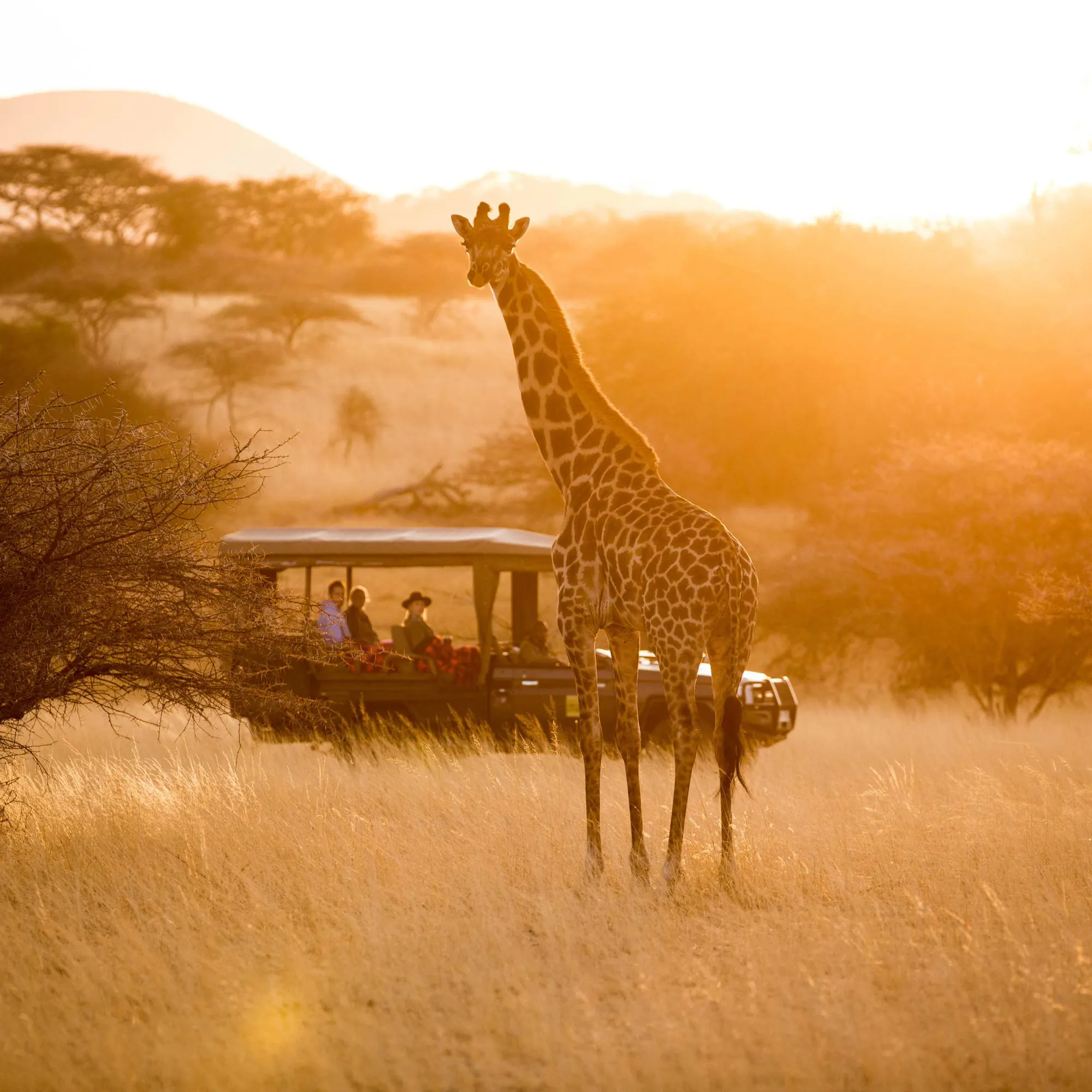 A group of giraffes moves across open savanna at golden hour with Mount Kilimanjaro beyond.