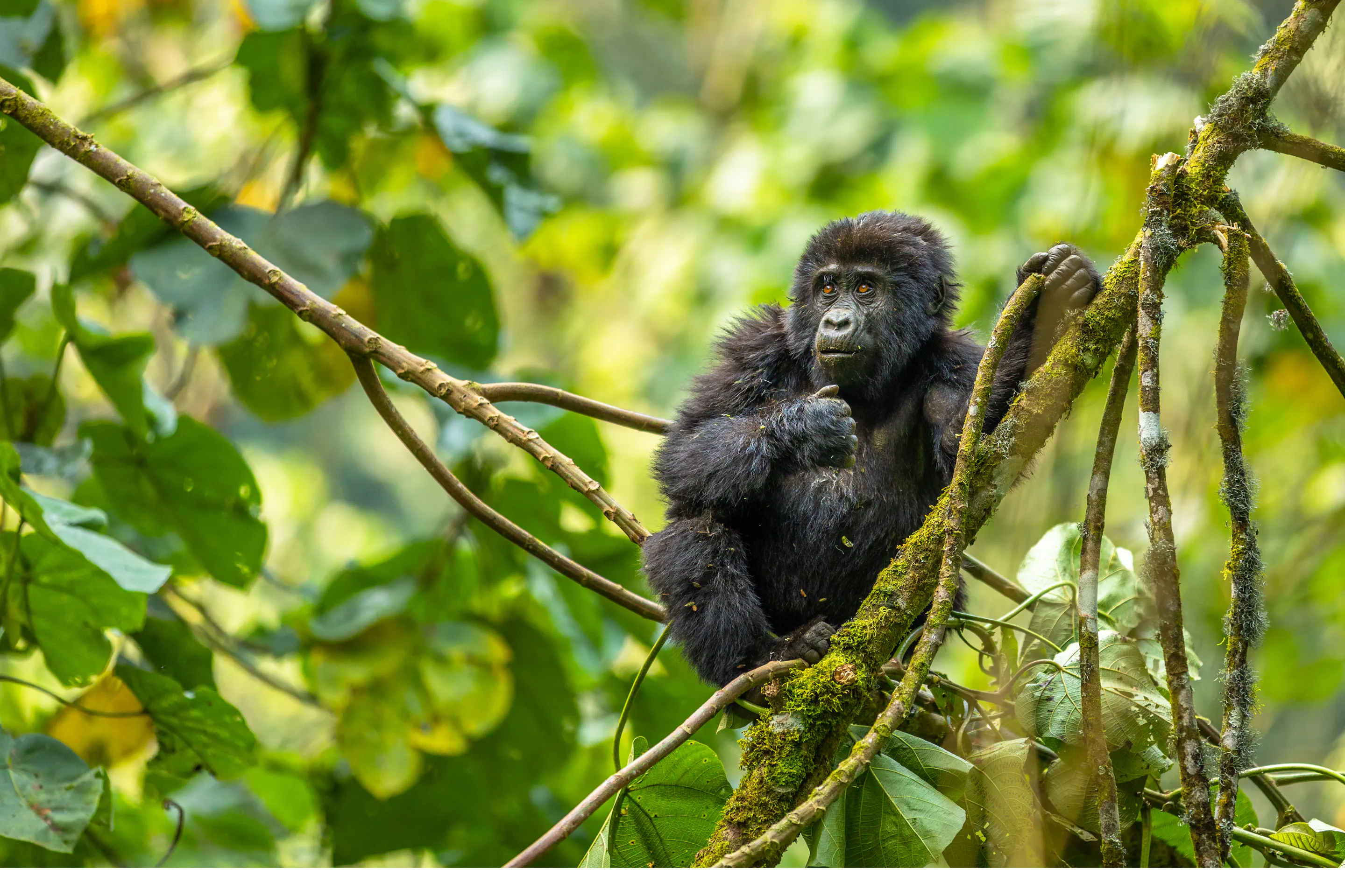 A young mountain gorilla looks directly at the camera from amid the foliage of Bwindi Forest.