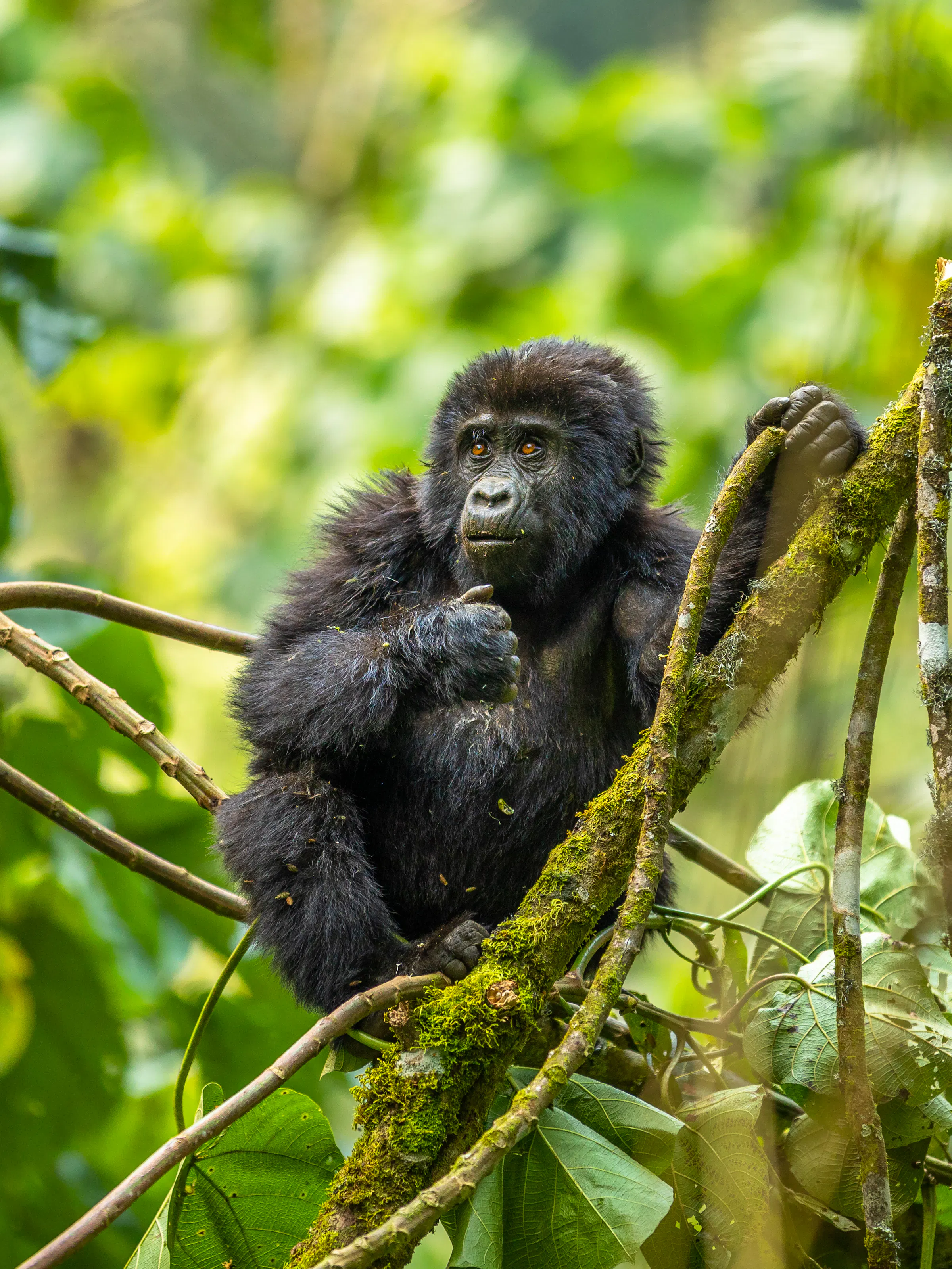 A young mountain gorilla looks directly at the camera from amid the foliage of Bwindi Forest.