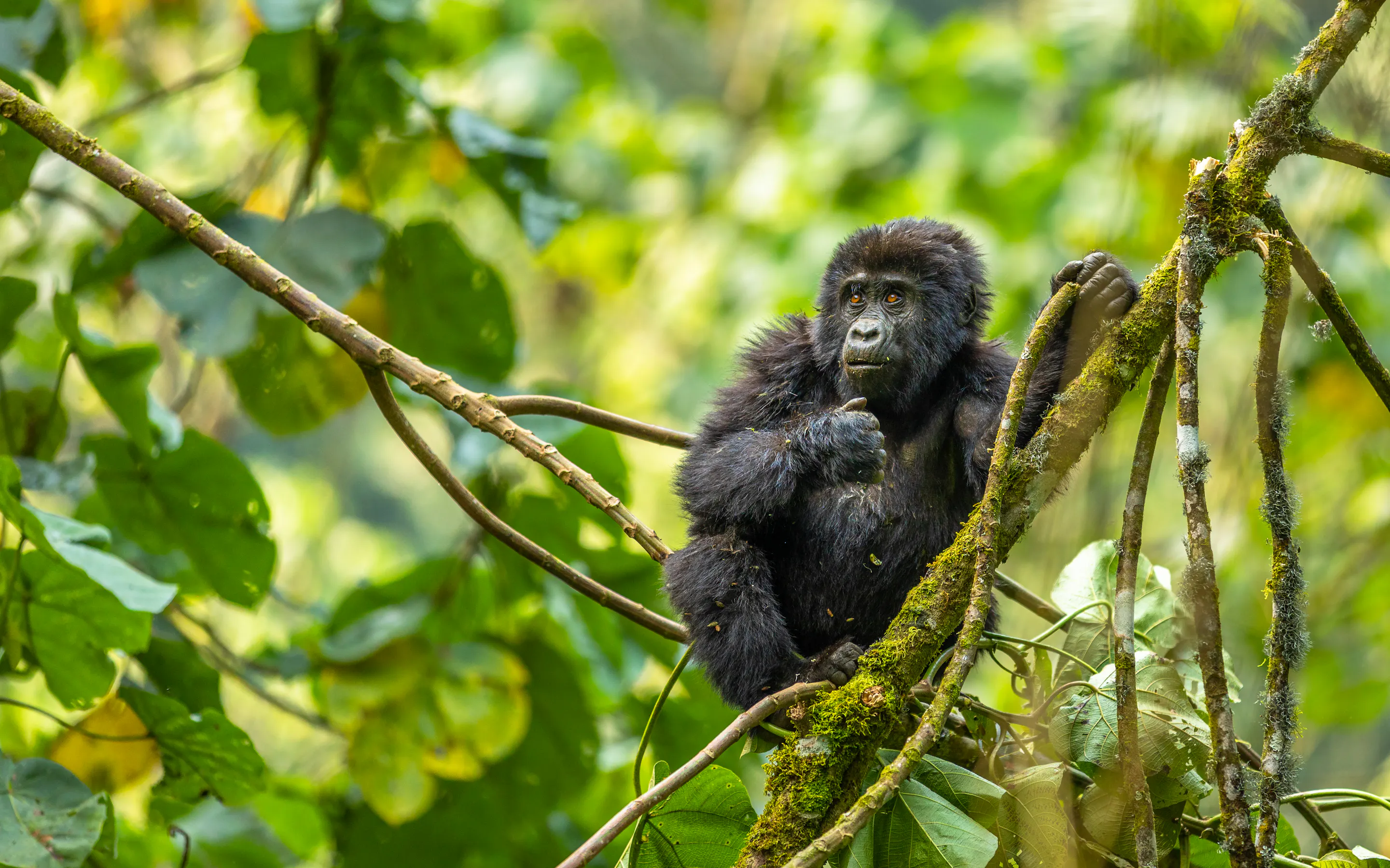 A young mountain gorilla looks directly at the camera from amid the foliage of Bwindi Forest.