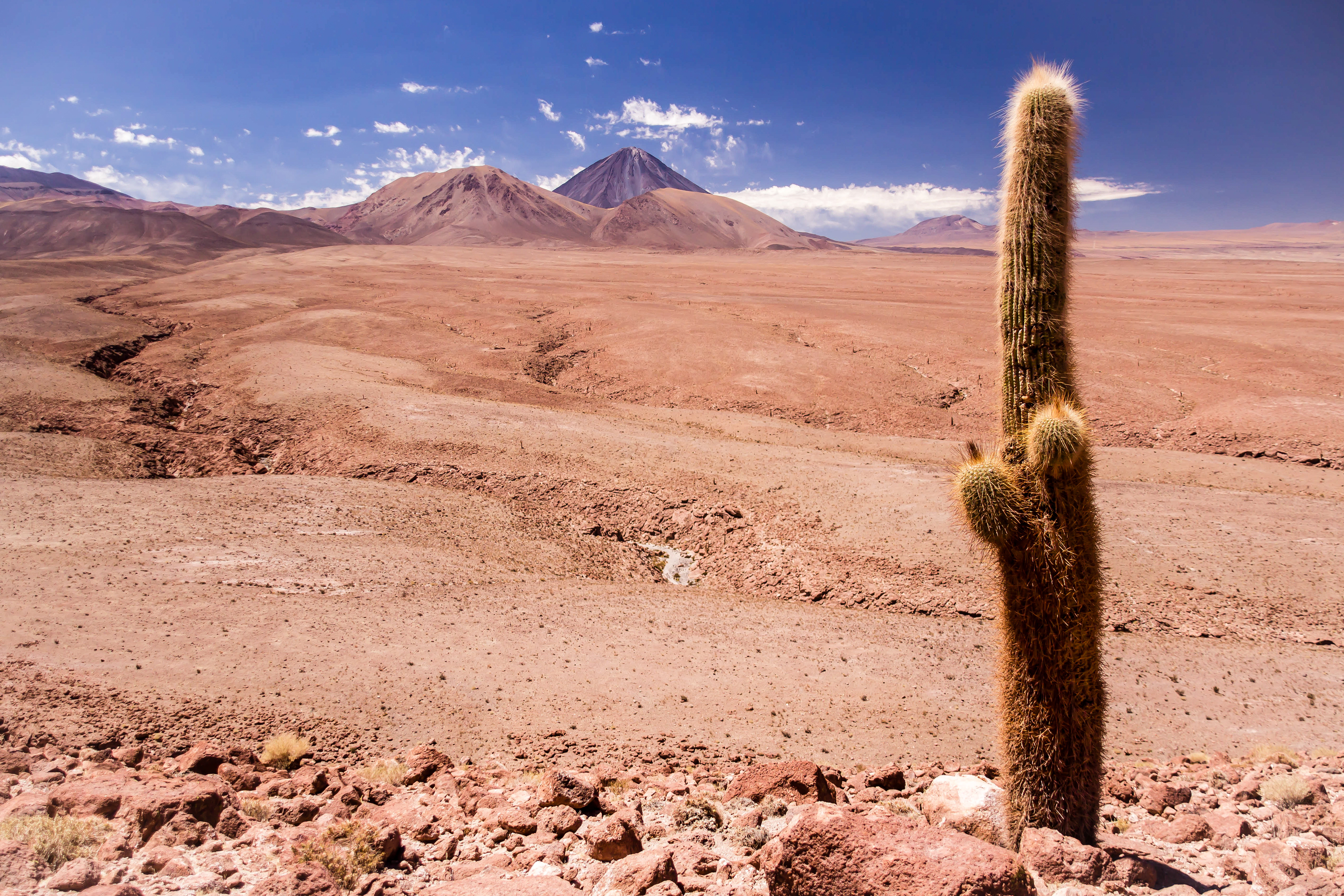 A towering cactus stands alone in the arid pink and brown landscape of Chile's Atacama Desert.