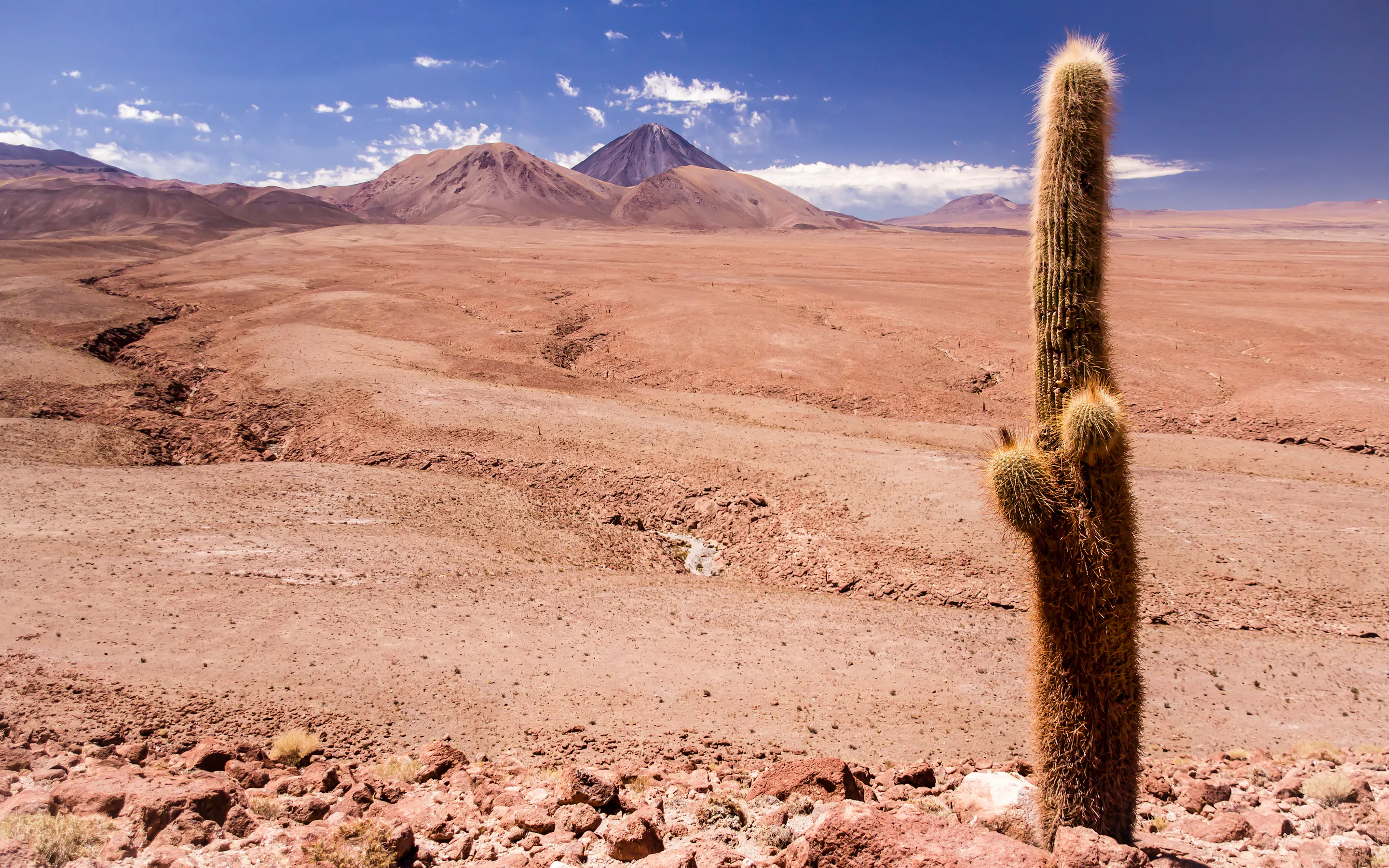 A towering cactus stands alone in the arid pink and brown landscape of Chile's Atacama Desert.