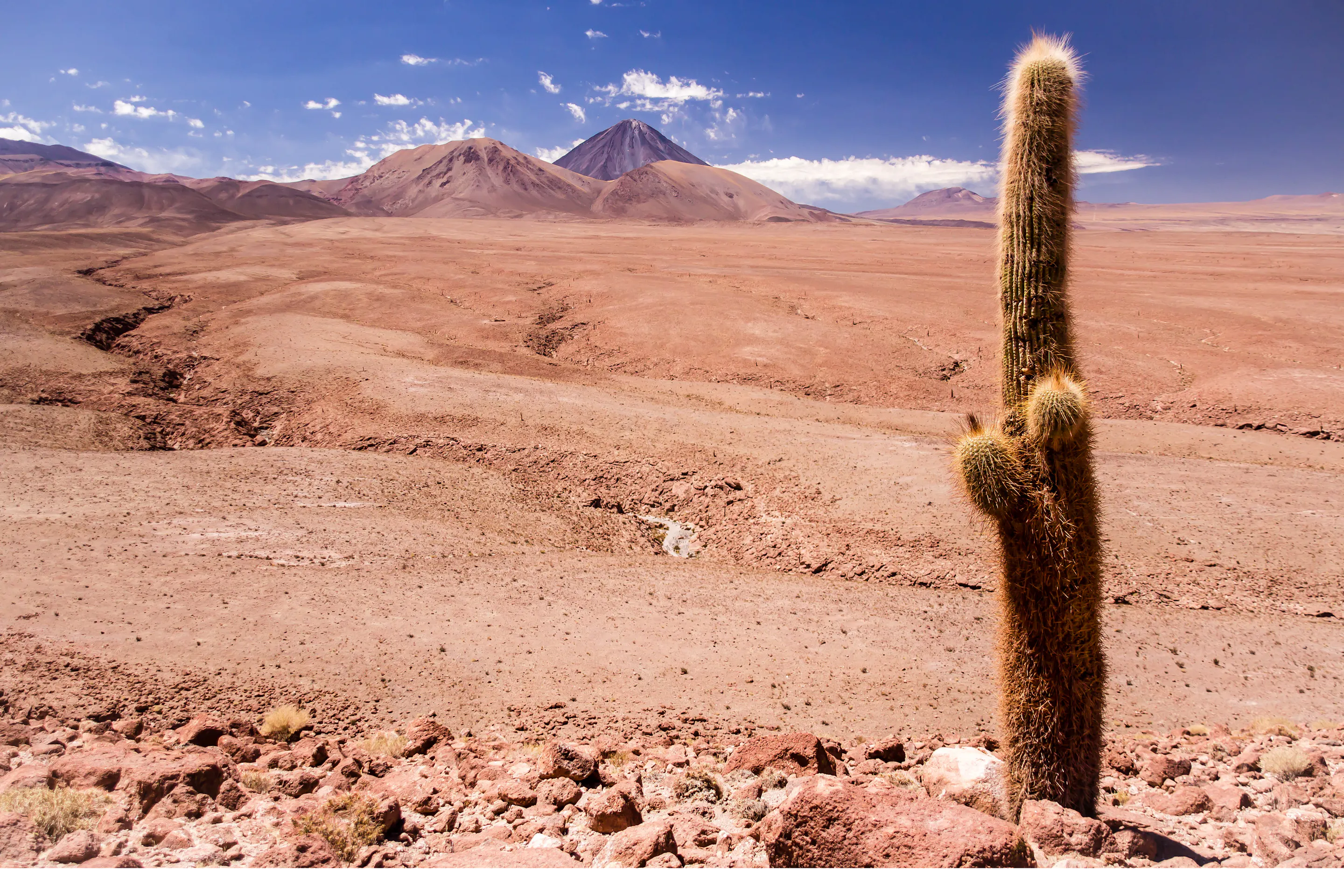 A towering cactus stands alone in the arid pink and brown landscape of Chile's Atacama Desert.