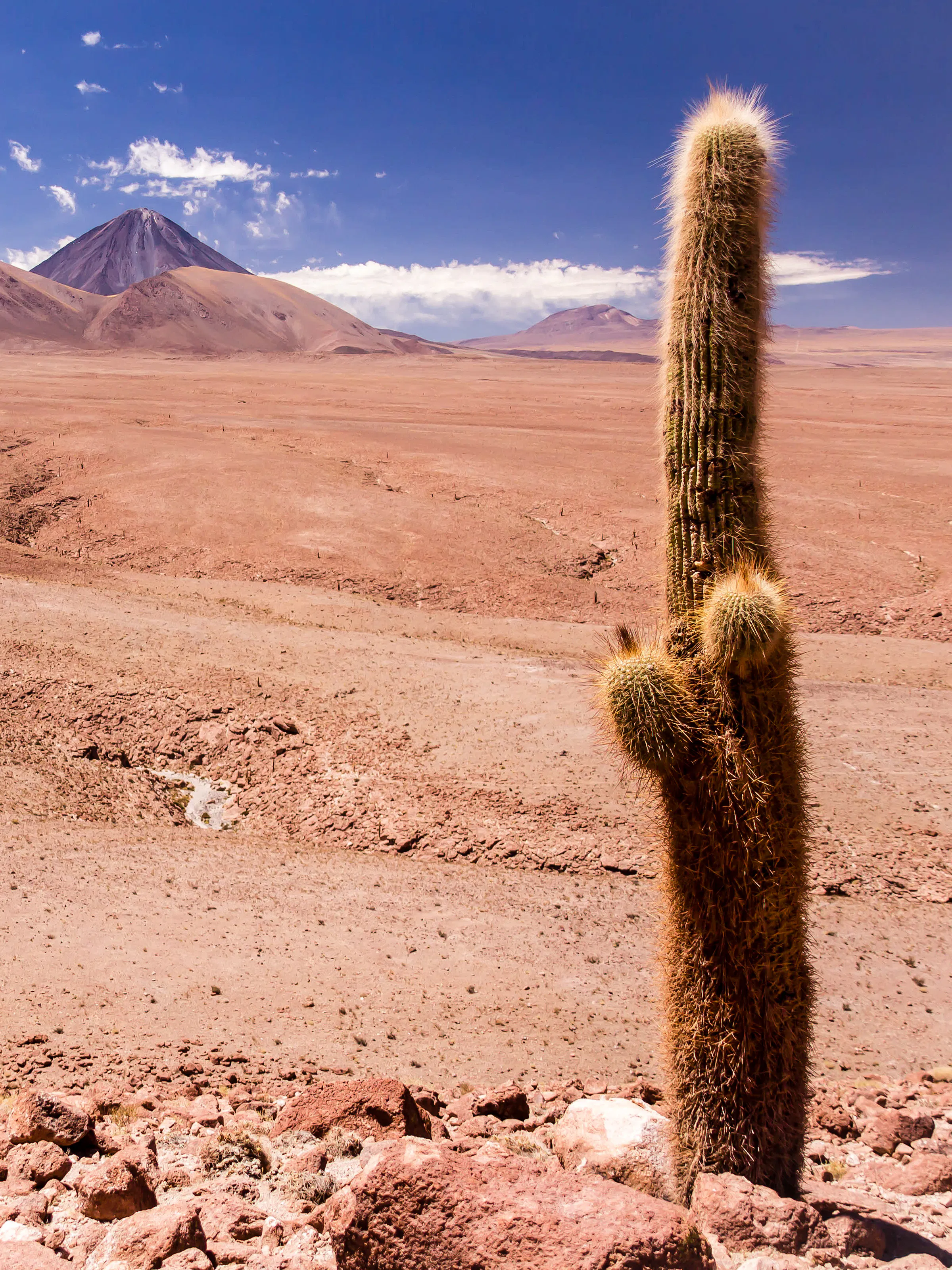 A towering cactus stands alone in the arid pink and brown landscape of Chile's Atacama Desert.