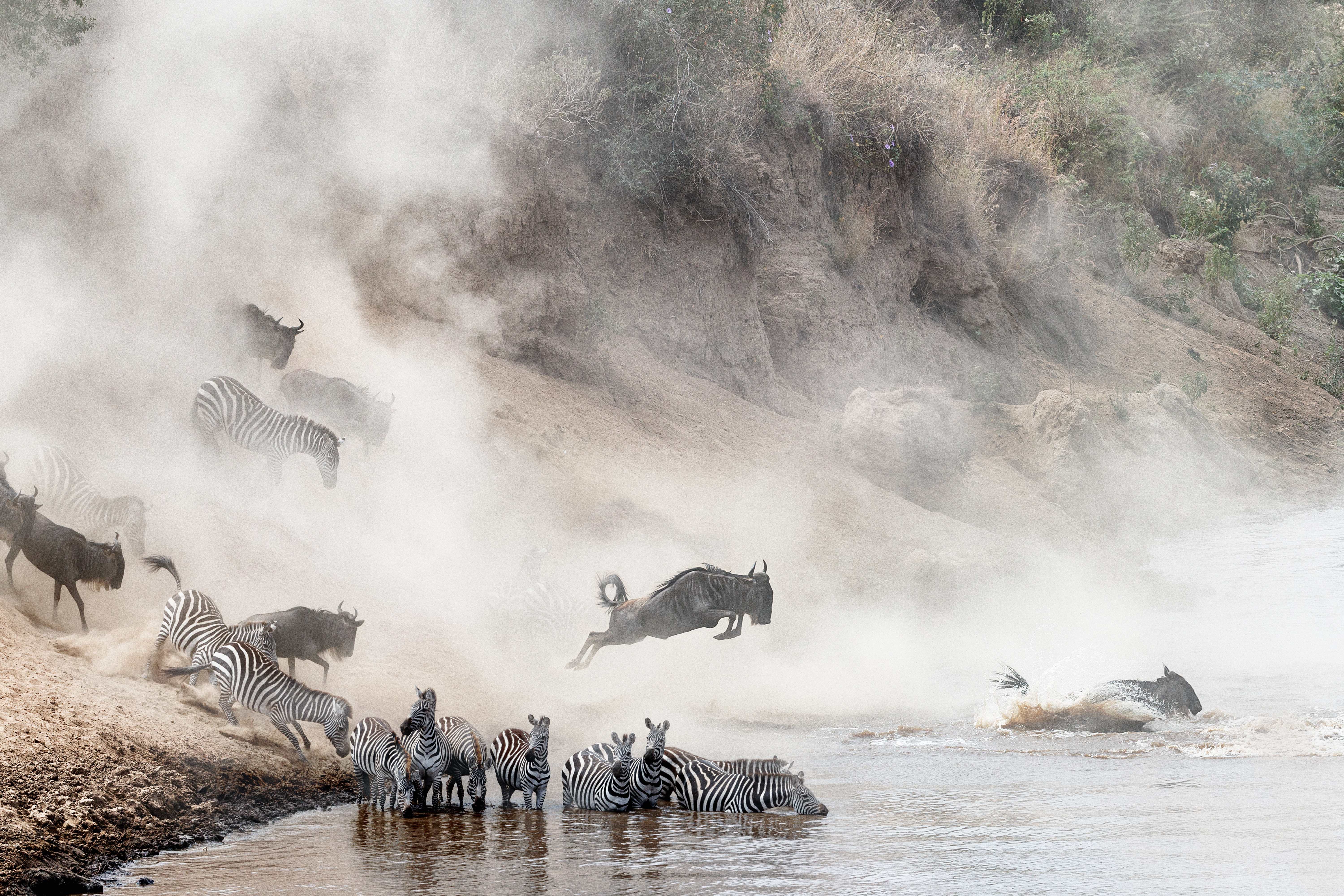 A herd of wildebeest and zebra leap through the churning Mara River during the annual migration.