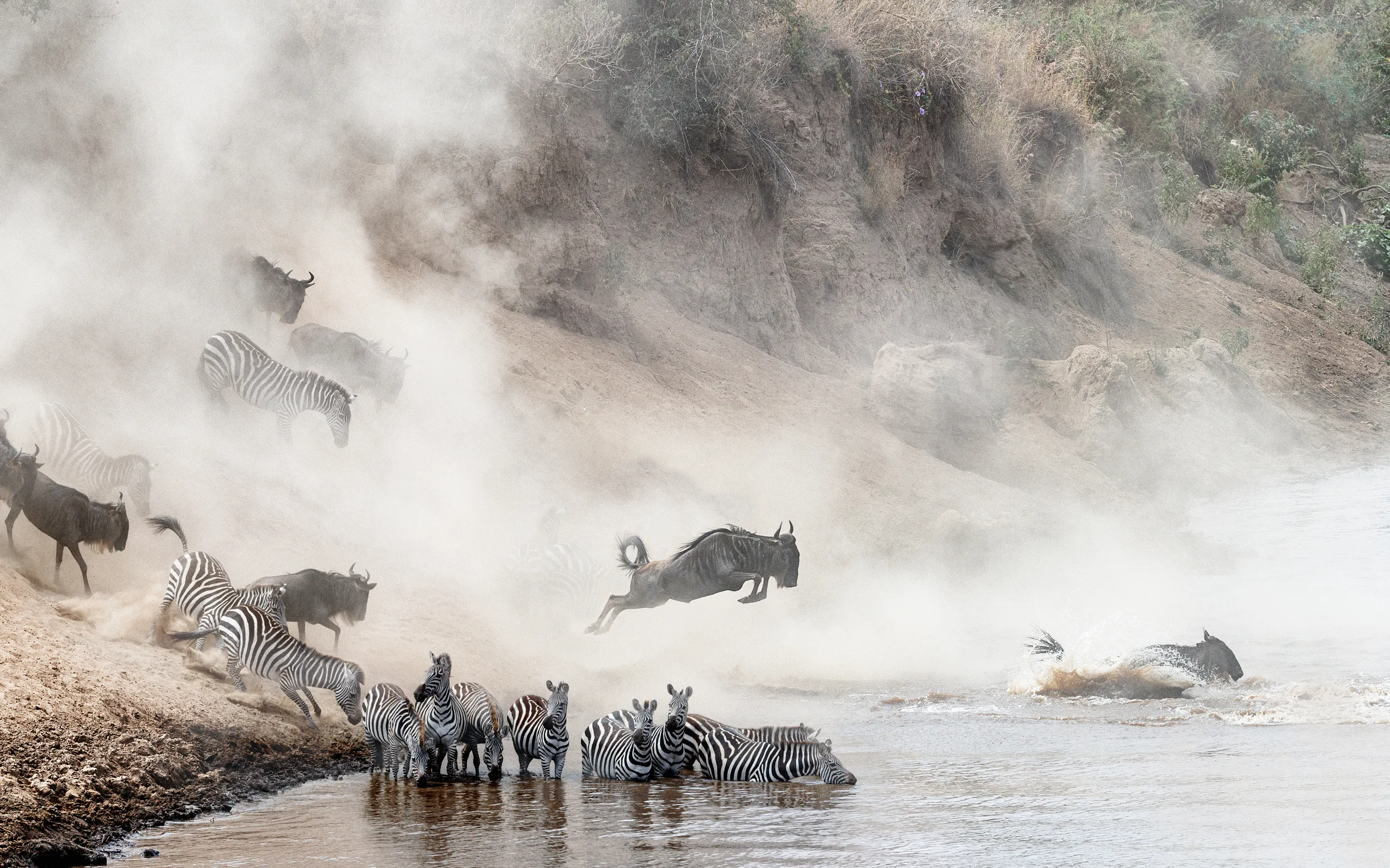A herd of wildebeest and zebra leap through the churning Mara River during the annual migration.
