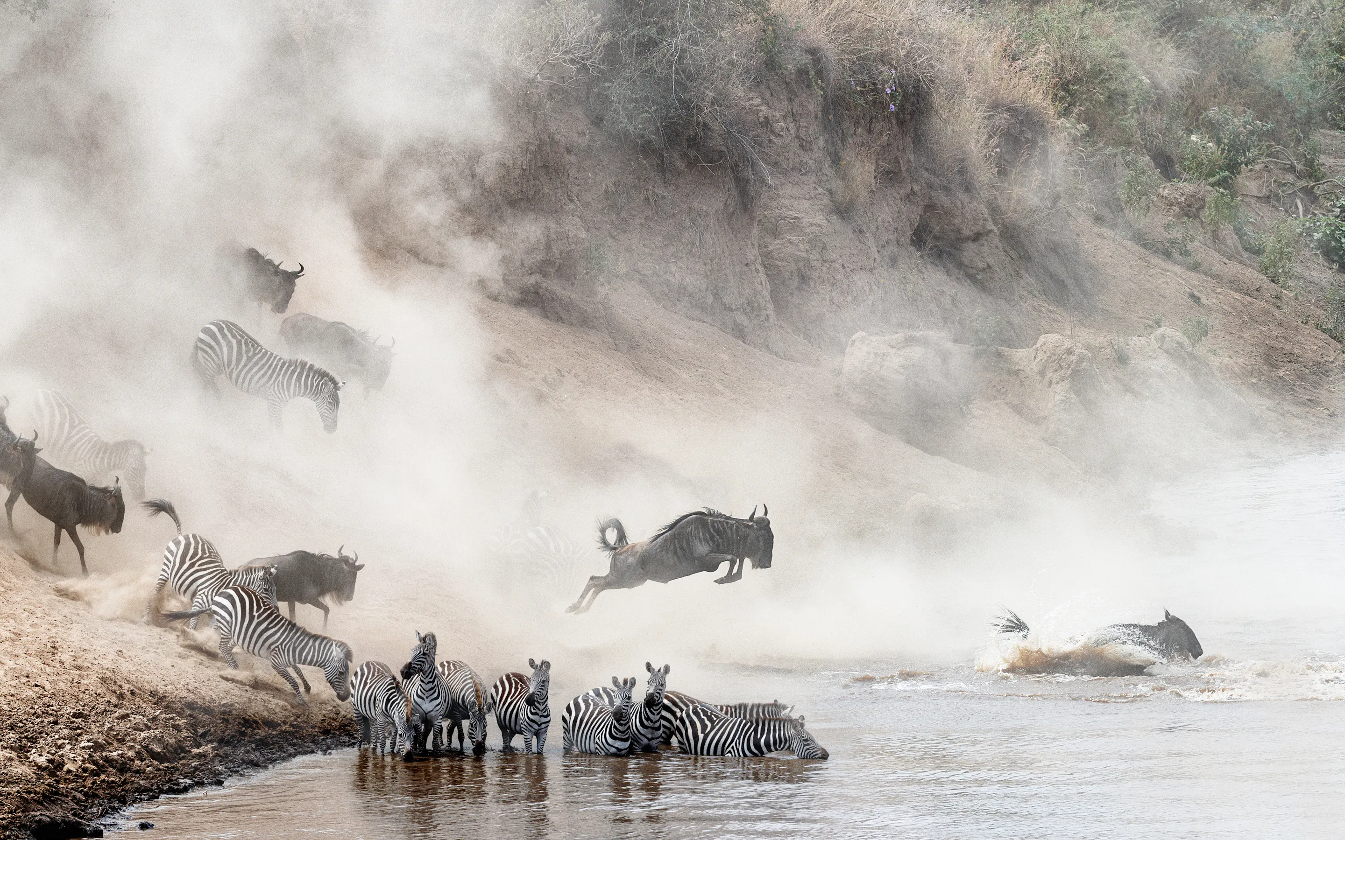 A herd of wildebeest and zebra leap through the churning Mara River during the annual migration.