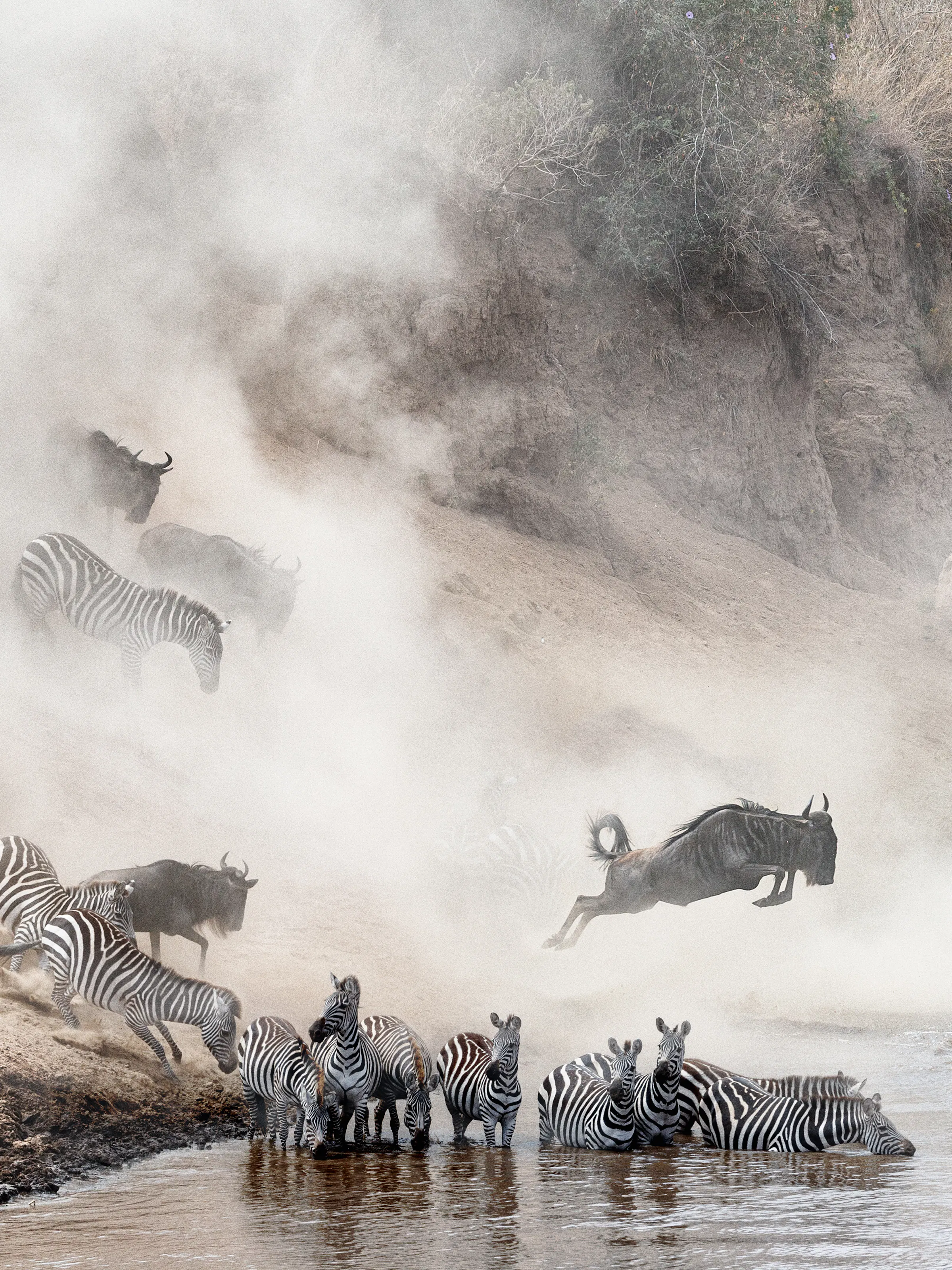 A herd of wildebeest and zebra leap through the churning Mara River during the annual migration.
