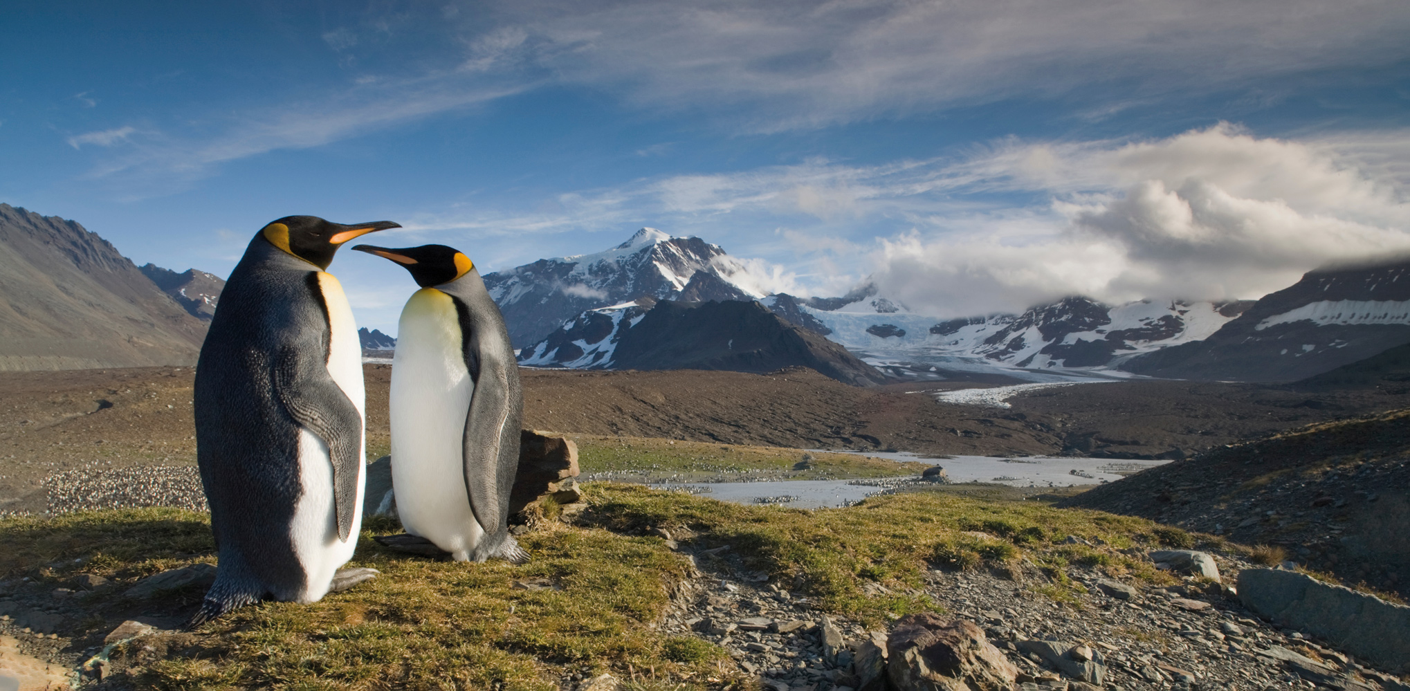 King penguins gather on a rocky hillside with snow-dusted mountains rising behind them in South Georgia.