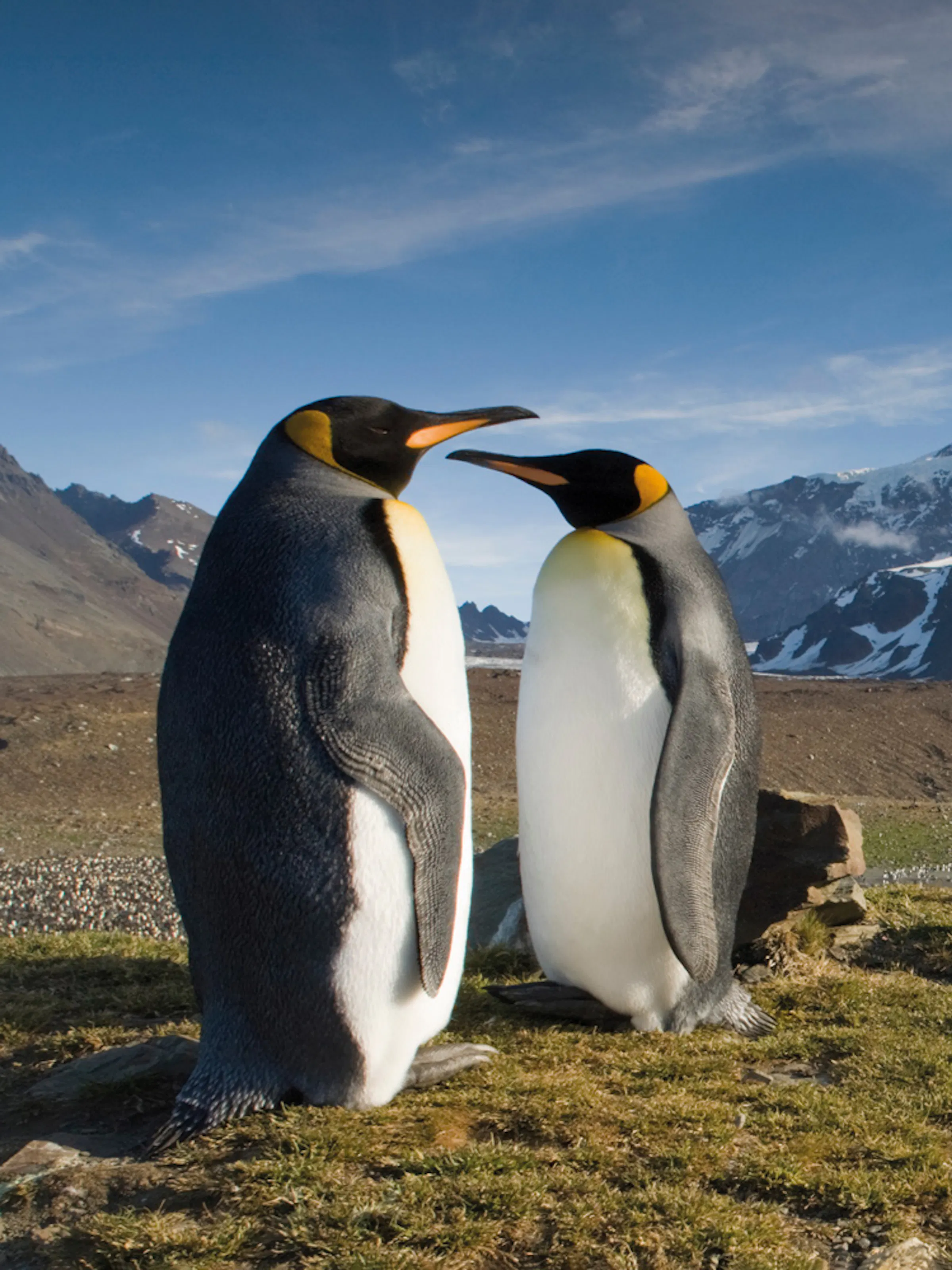 King penguins gather on a rocky hillside with snow-dusted mountains rising behind them in South Georgia.