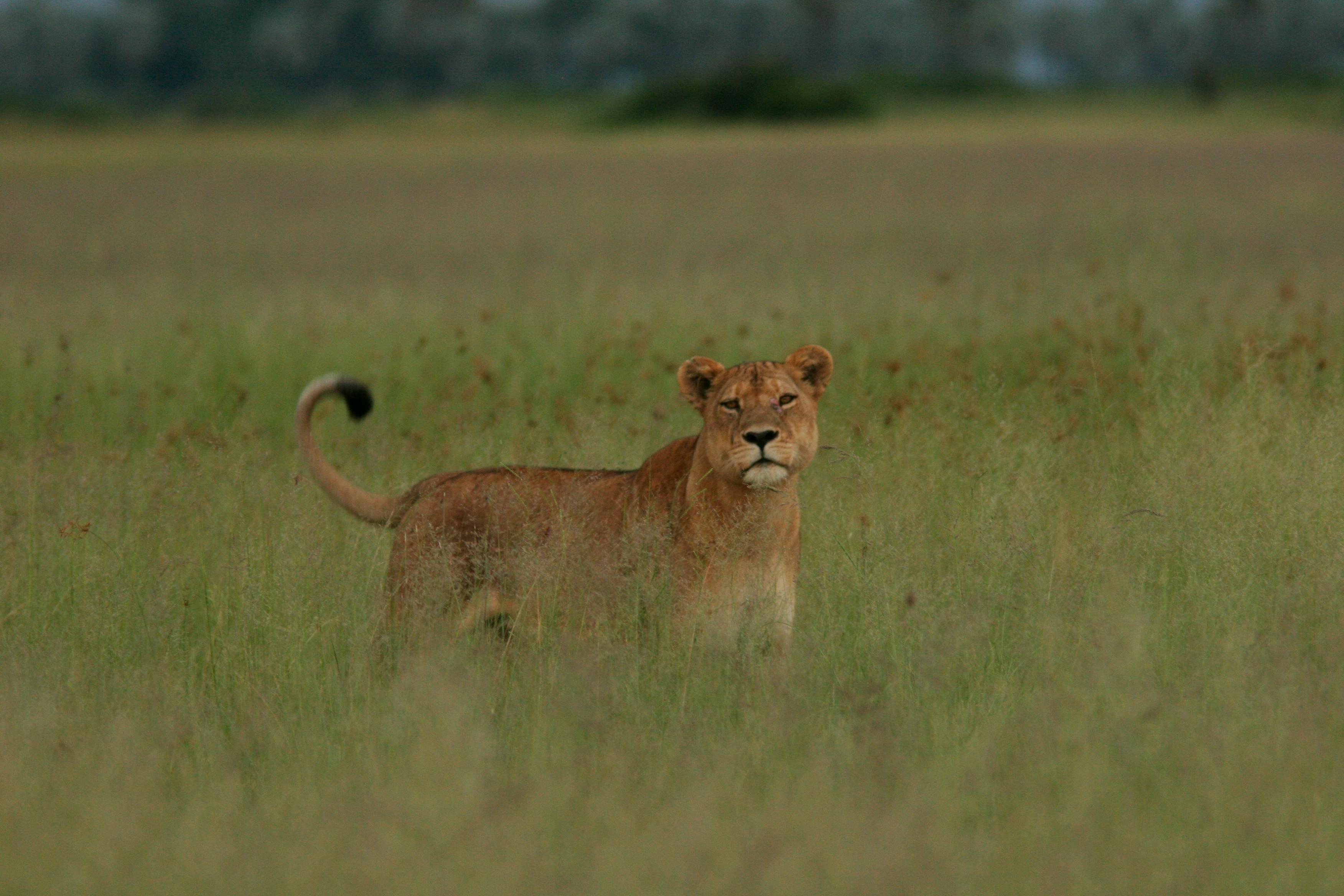 A lioness walks across dry golden grassland in soft afternoon light in Zambia's South Luangwa.