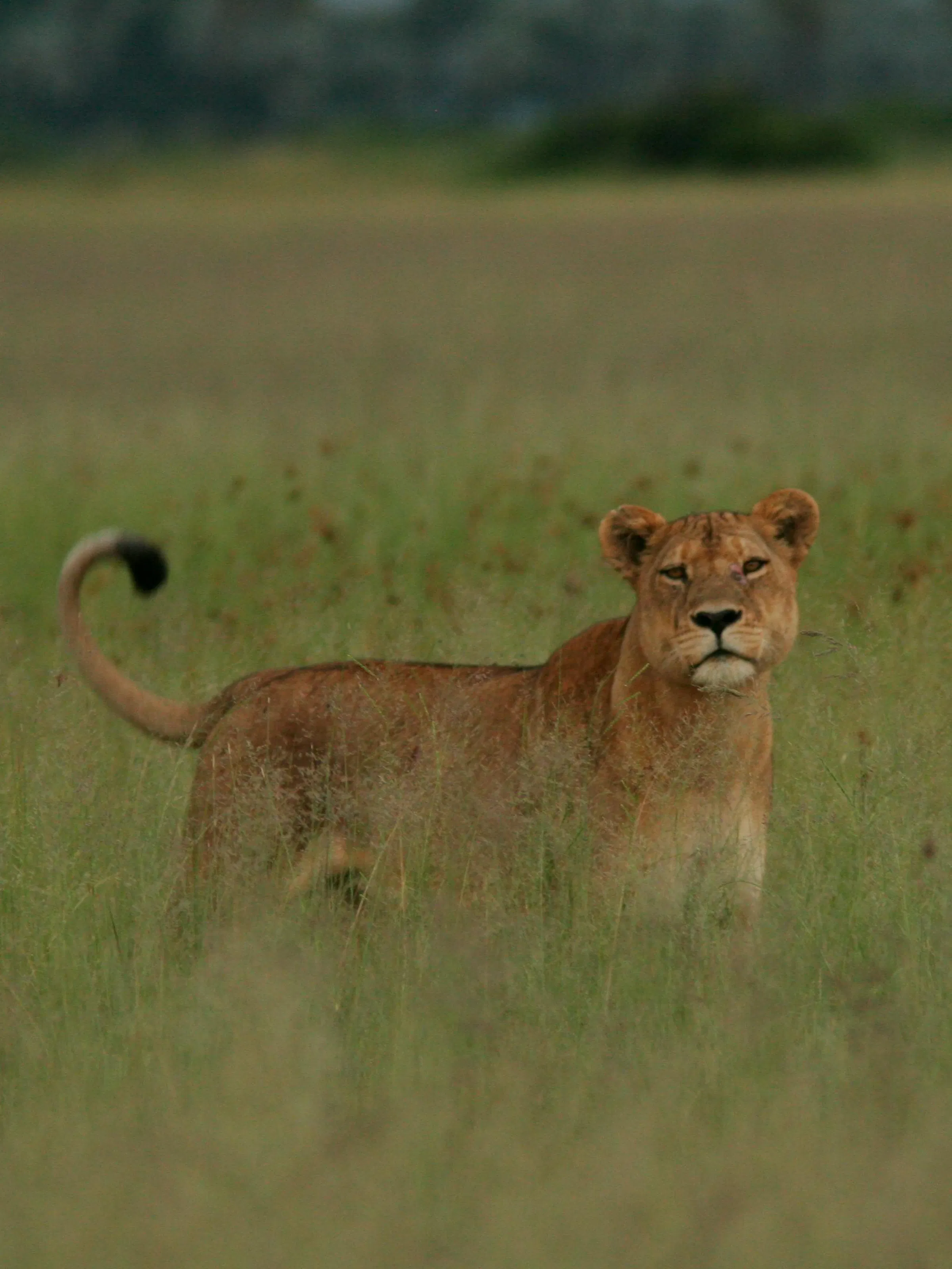 A lioness walks across dry golden grassland in soft afternoon light in Zambia's South Luangwa.