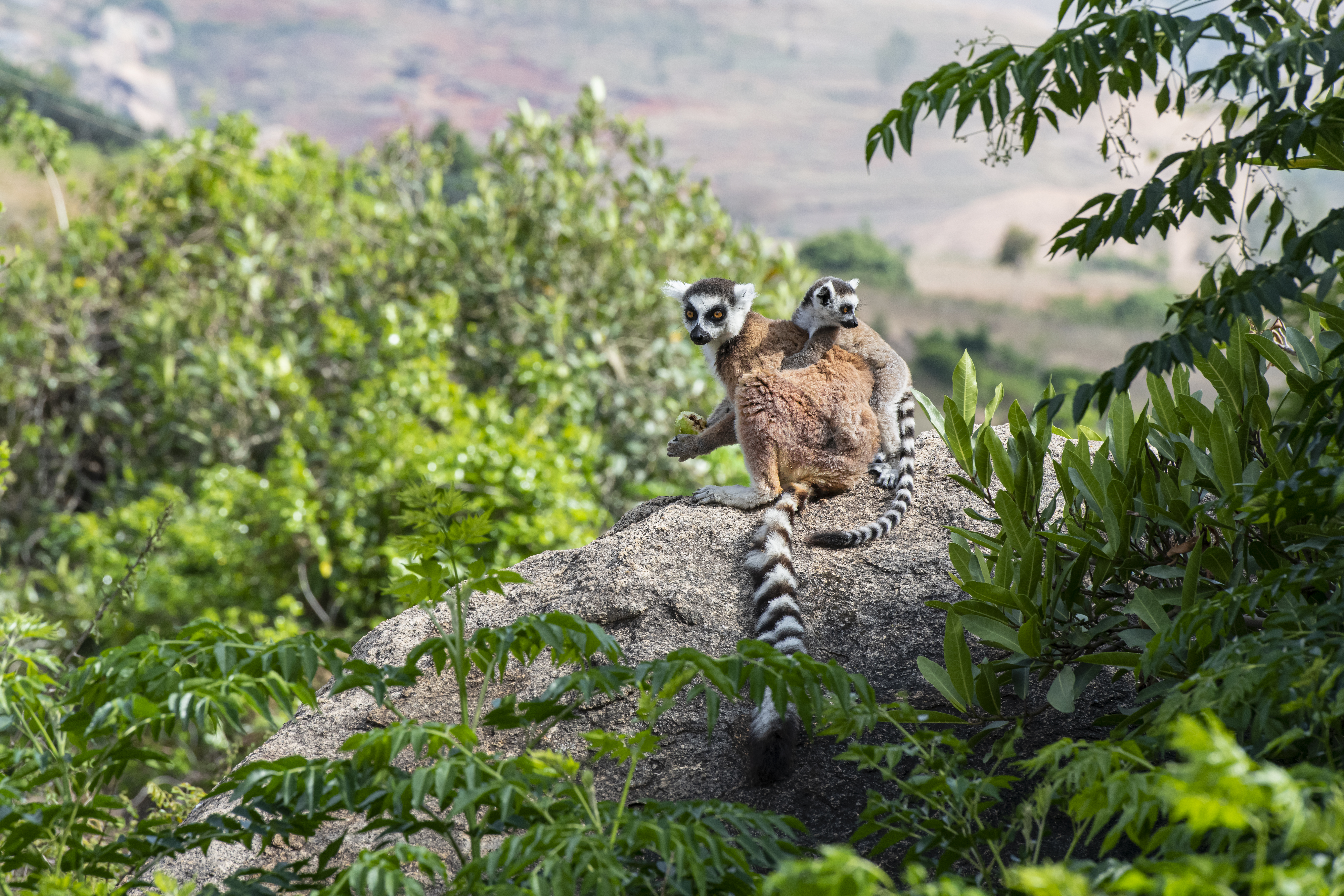 A ring-tailed lemur clings to a tree trunk in Isalo National Park, its striped tail clearly visible.