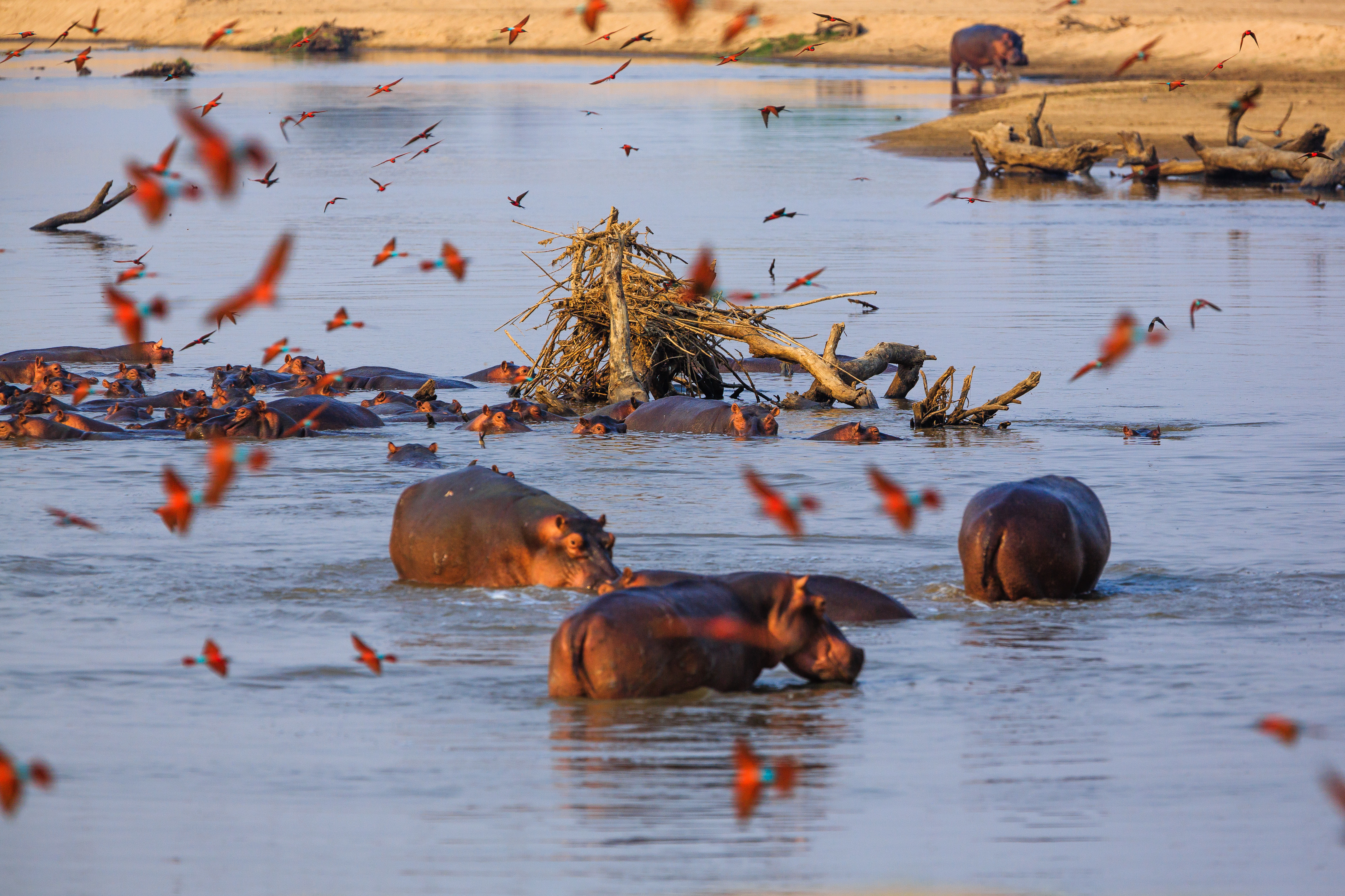 A group of hippos wades in a shallow river, their backs and heads breaking the water's surface.