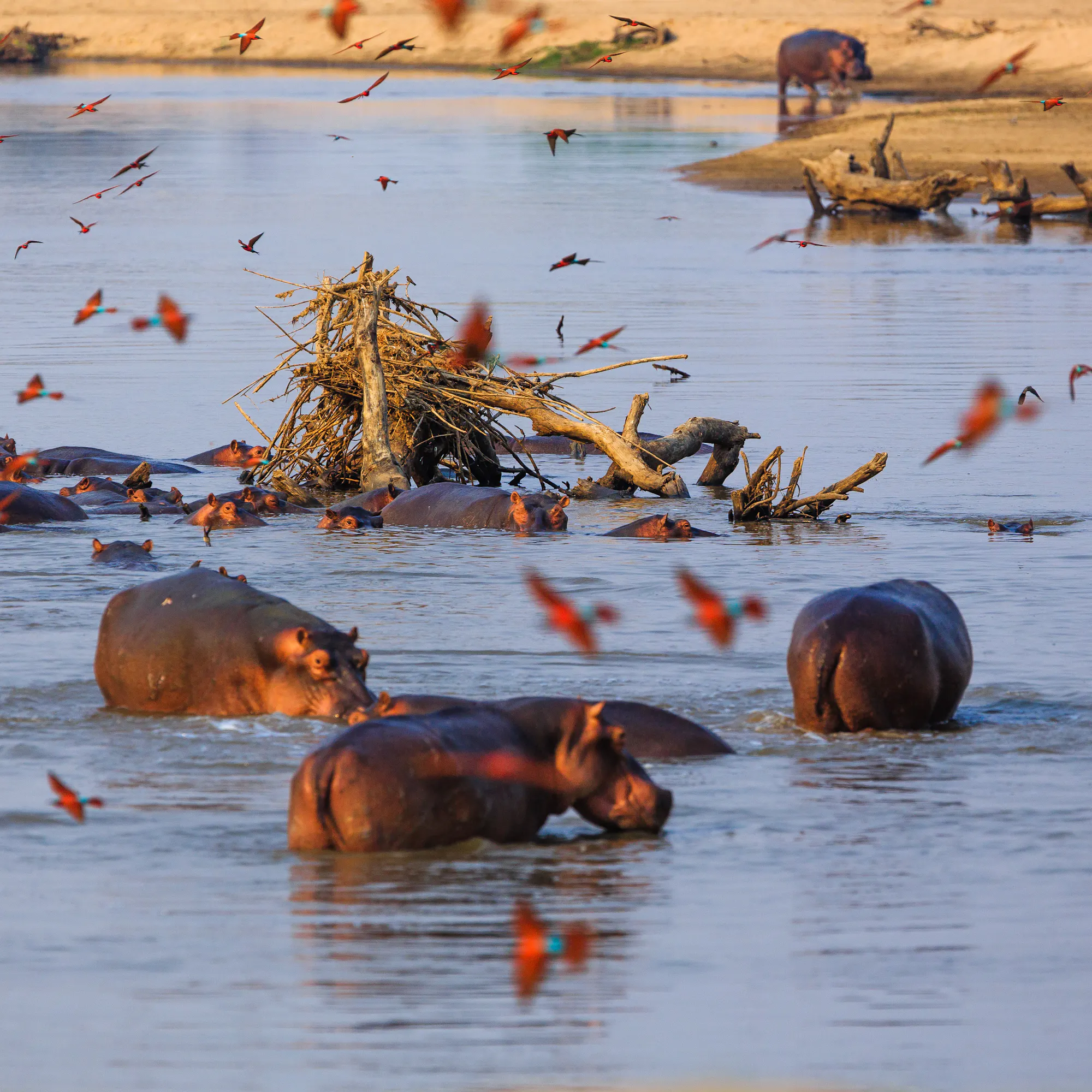 A group of hippos wades in a shallow river, their backs and heads breaking the water's surface.