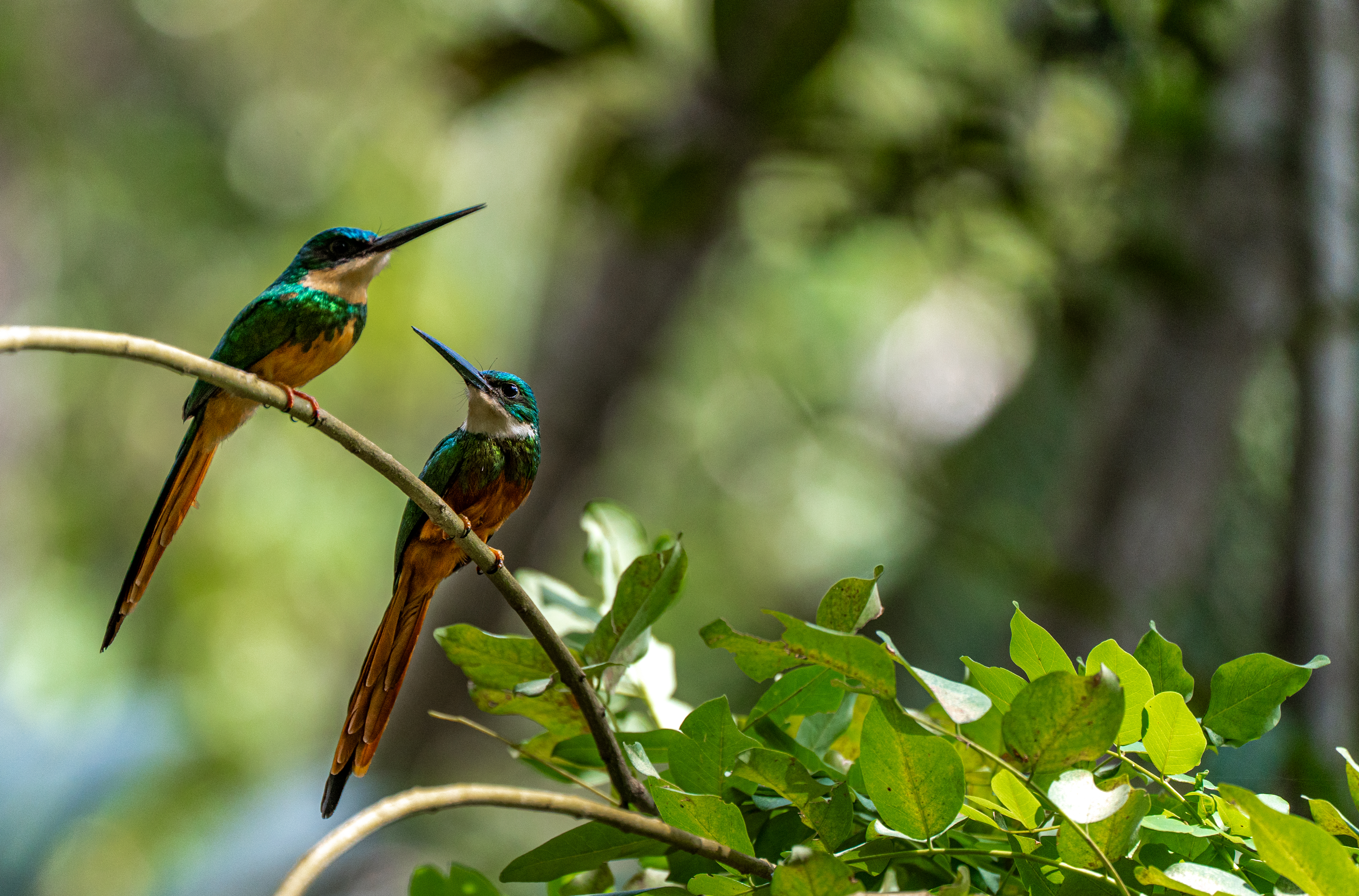 A rufous-tailed jacamar perches on a mossy branch in the tropical forest of Tayrona Park.