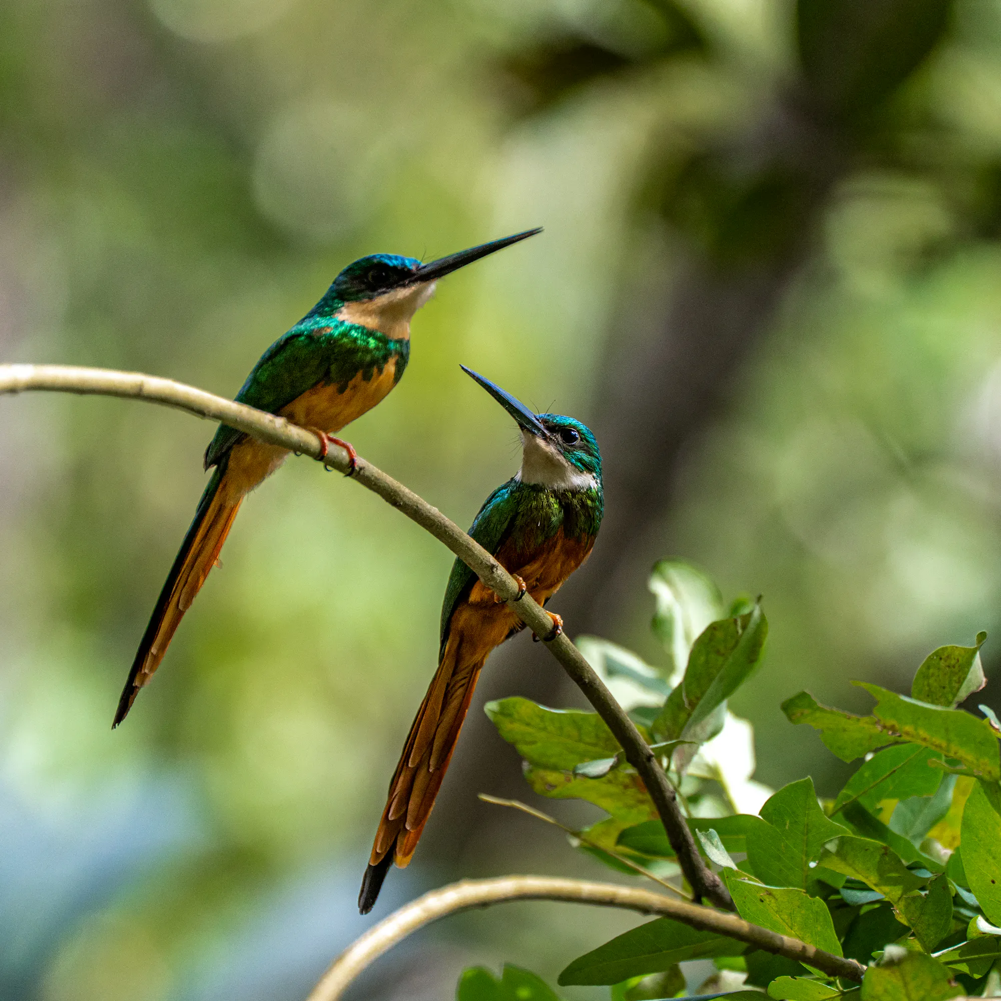A rufous-tailed jacamar perches on a mossy branch in the tropical forest of Tayrona Park.