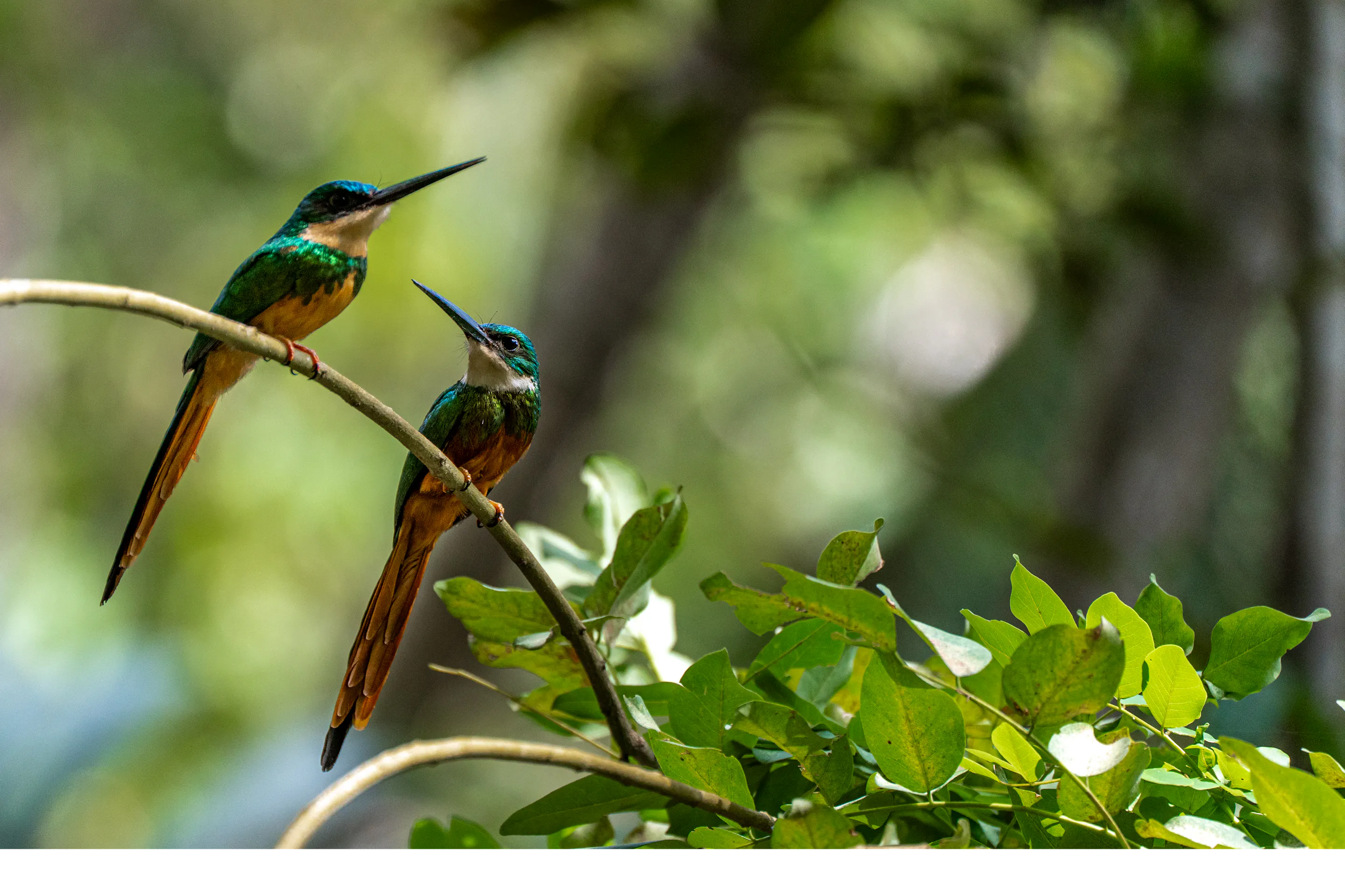 A rufous-tailed jacamar perches on a mossy branch in the tropical forest of Tayrona Park.