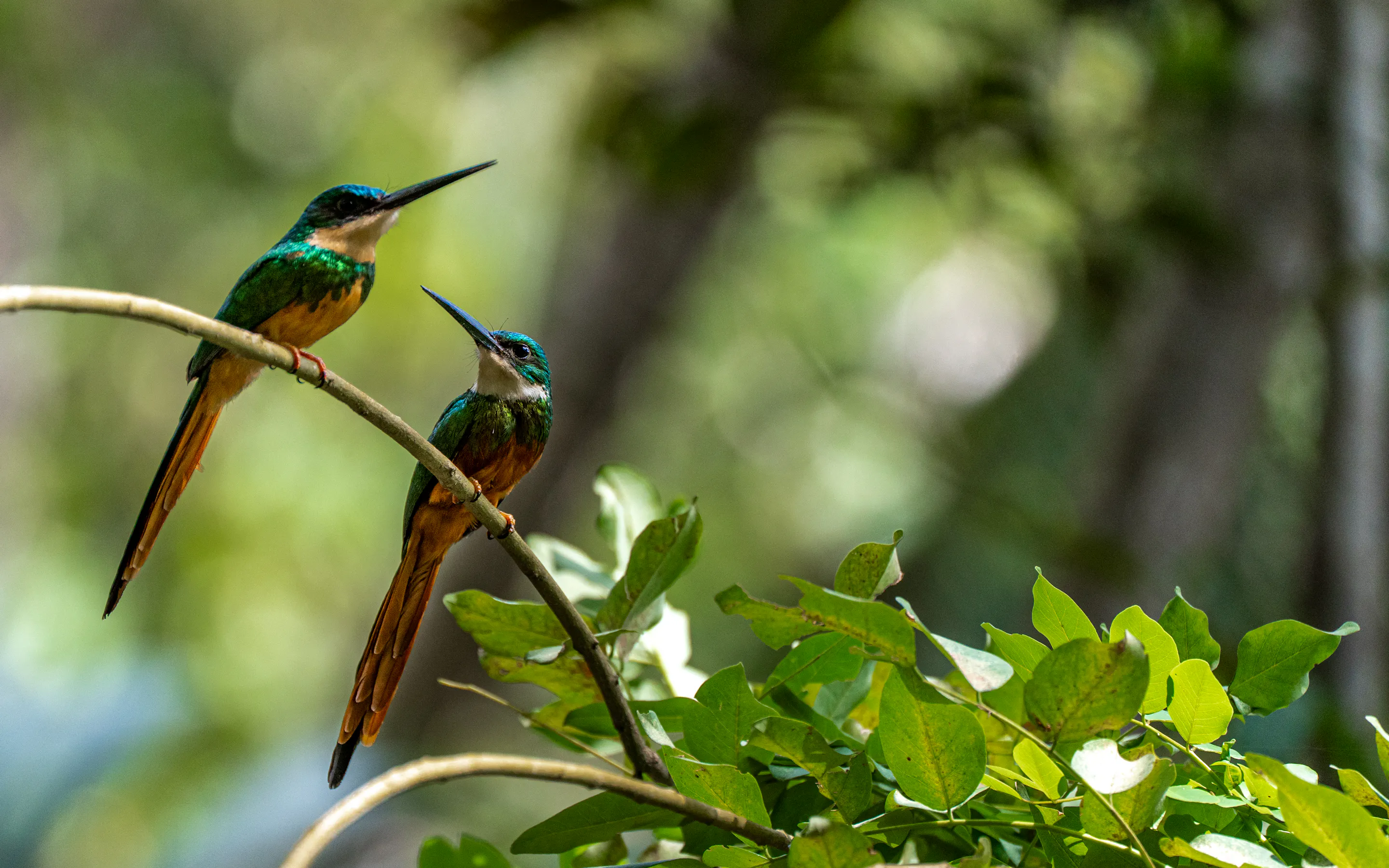 A rufous-tailed jacamar perches on a mossy branch in the tropical forest of Tayrona Park.