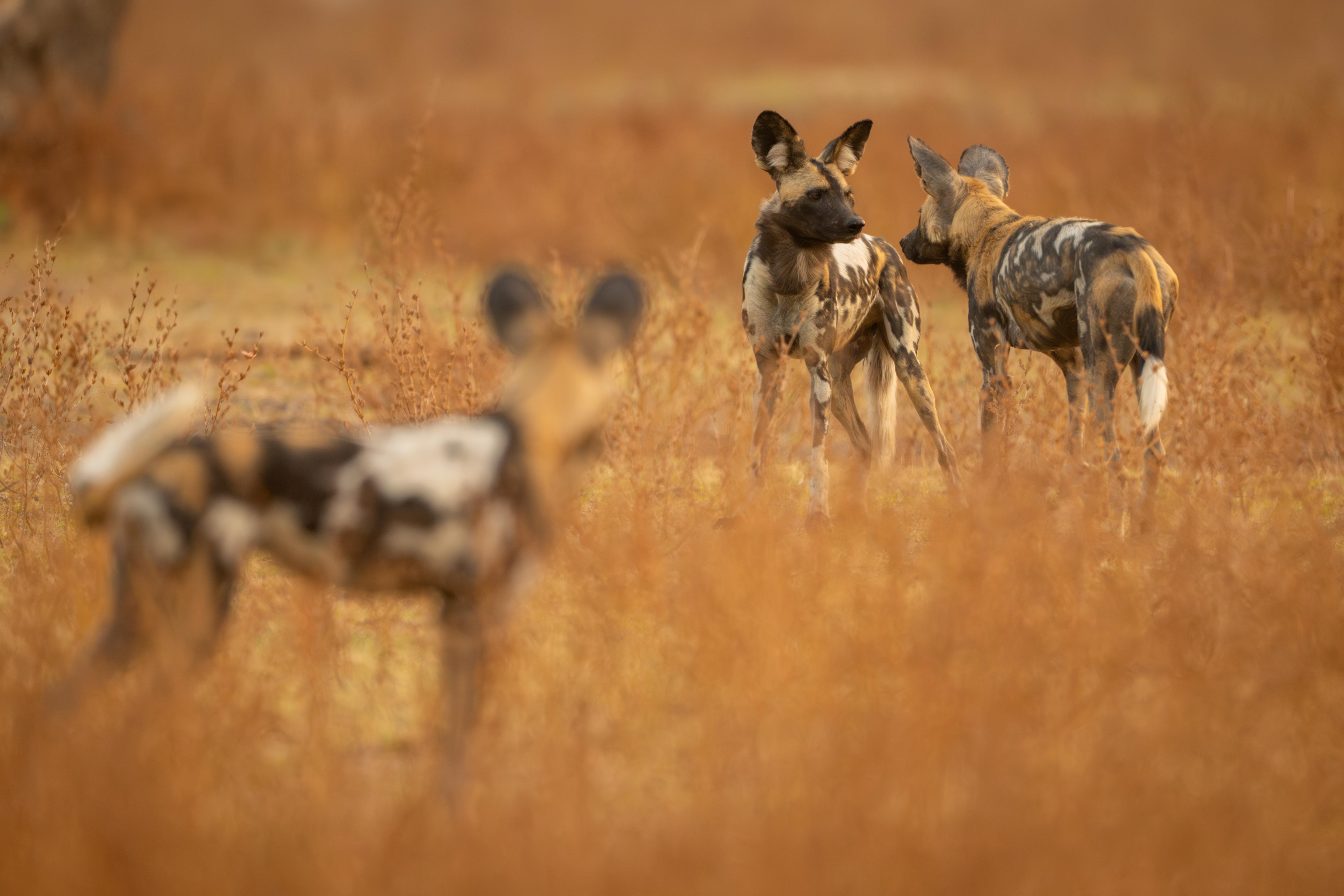 Three African wild dogs stand alert in tall dry grass in Zambia's South Luangwa National Park.