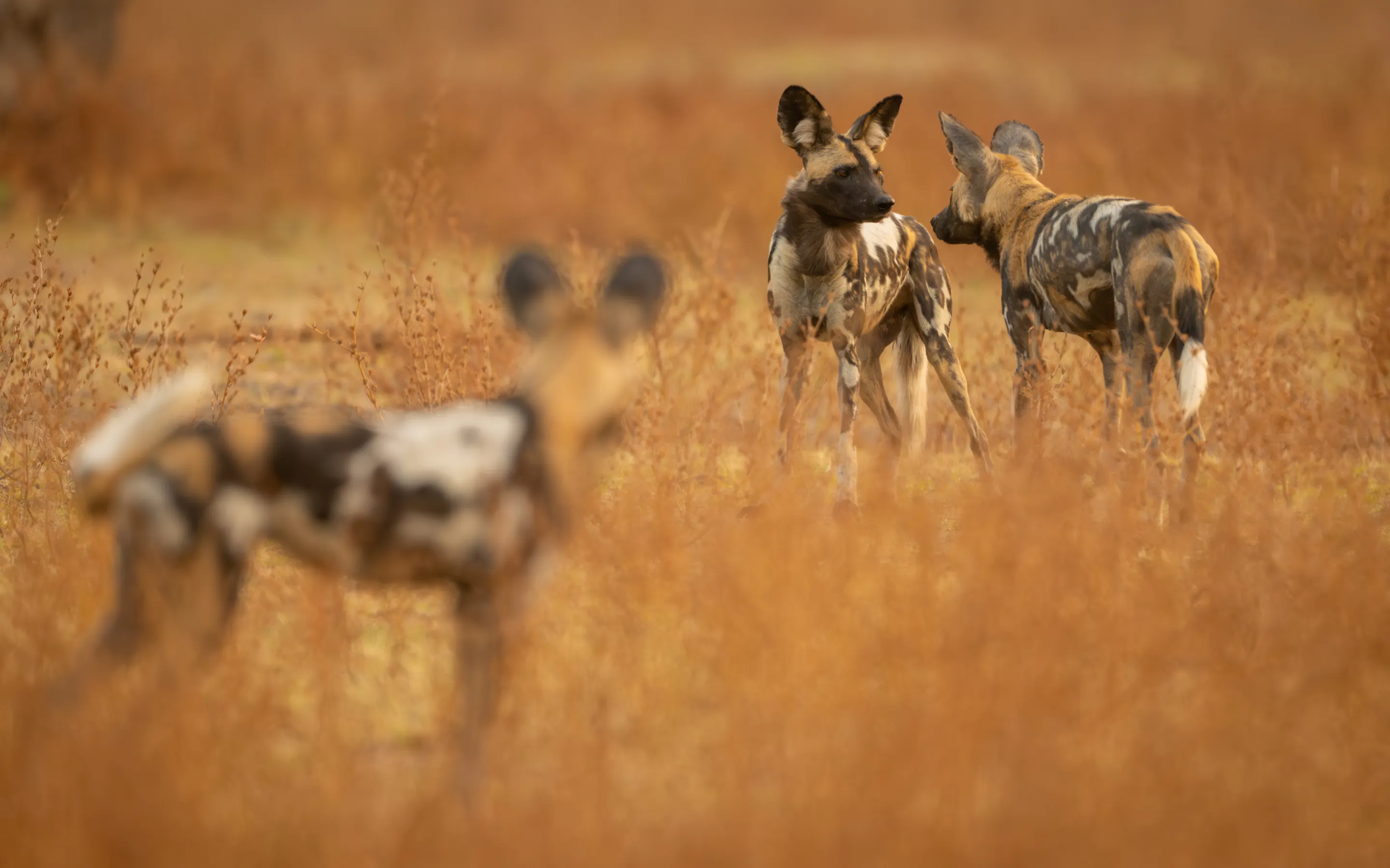 Three African wild dogs stand alert in tall dry grass in Zambia's South Luangwa National Park.