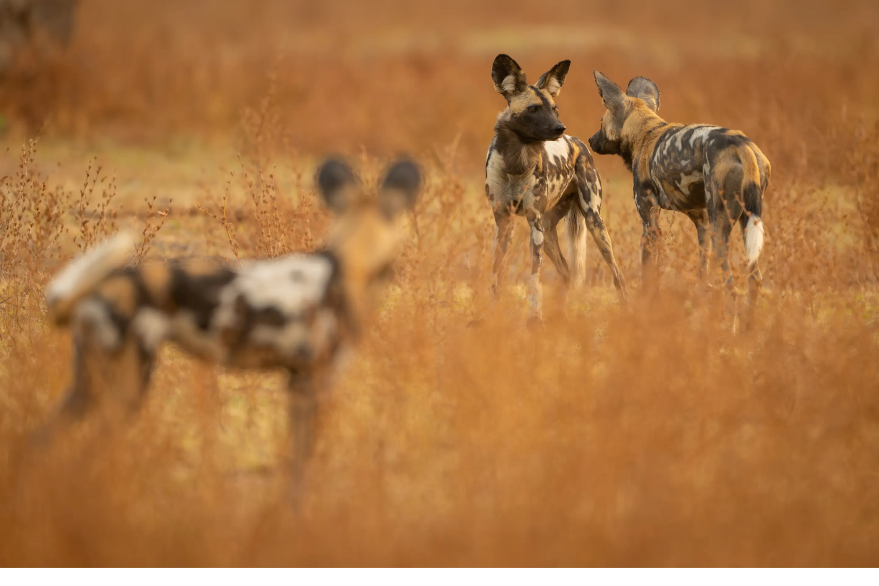 Three African wild dogs stand alert in tall dry grass in Zambia's South Luangwa National Park.
