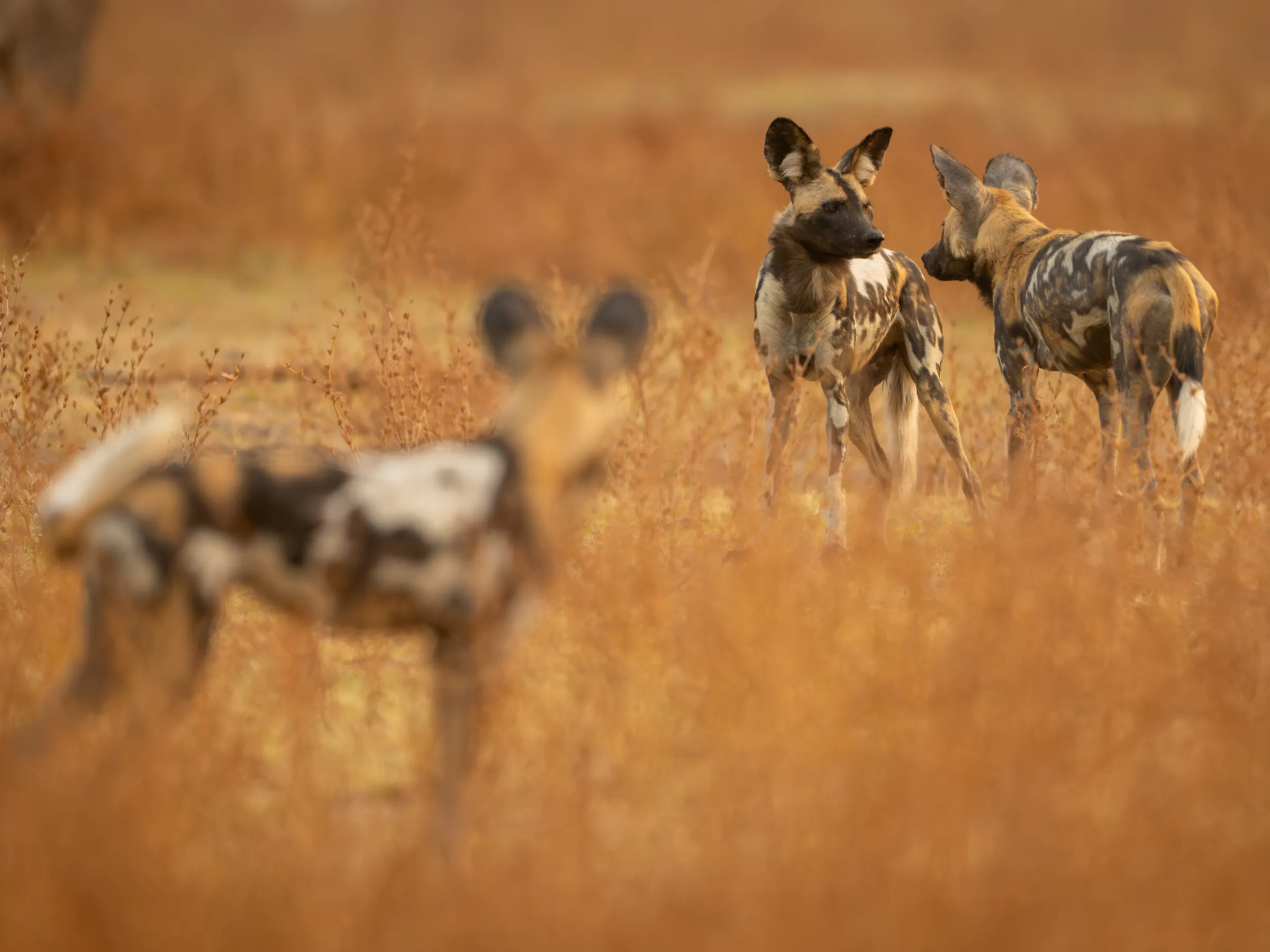Three African wild dogs stand alert in tall dry grass in Zambia's South Luangwa National Park.