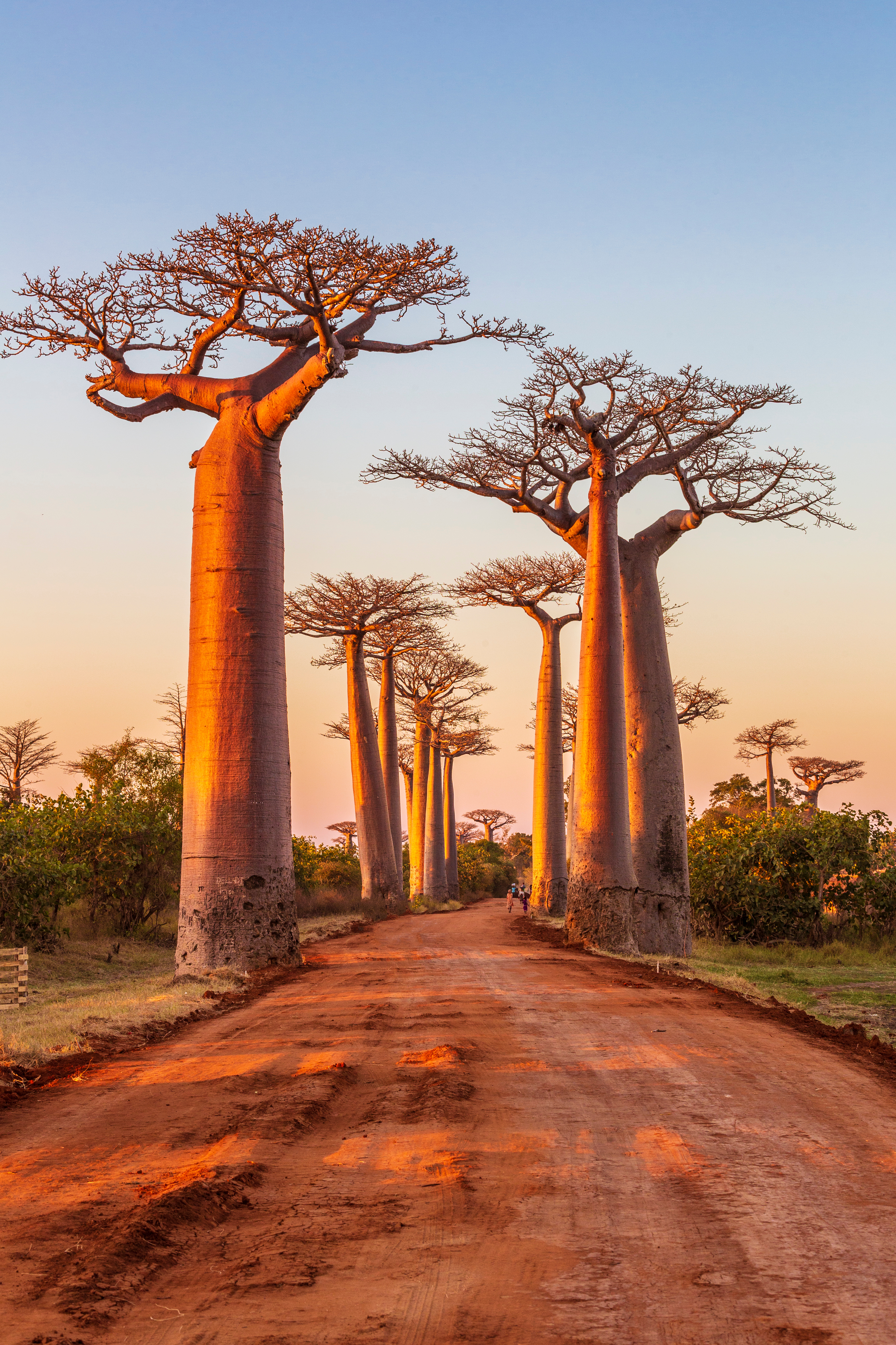 Towering baobab trees line a dirt road at sunset, their silhouettes glowing against an orange sky.