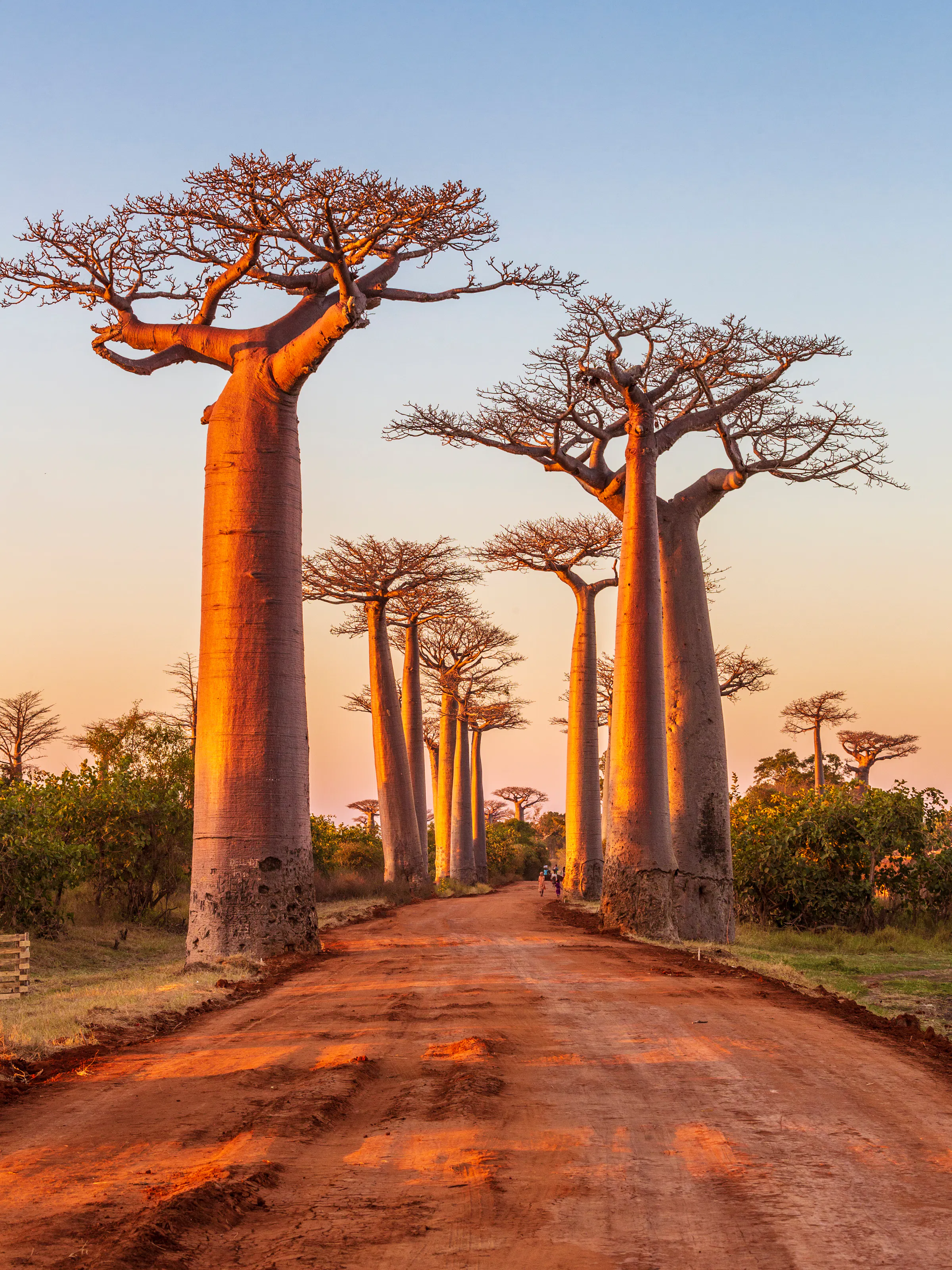 Towering baobab trees line a dirt road at sunset, their silhouettes glowing against an orange sky.