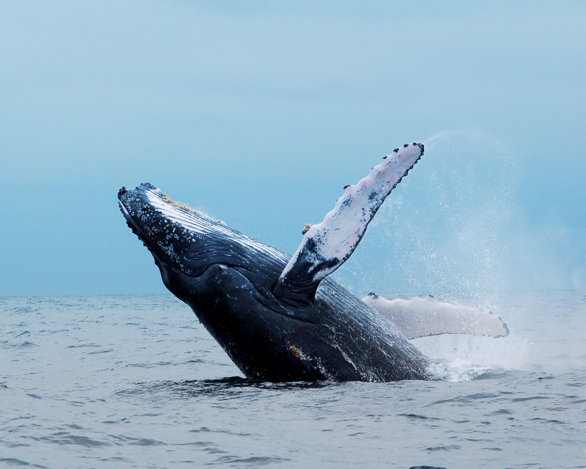 A humpback whale breaches fully from the ocean surface off the coast of Ecuador.