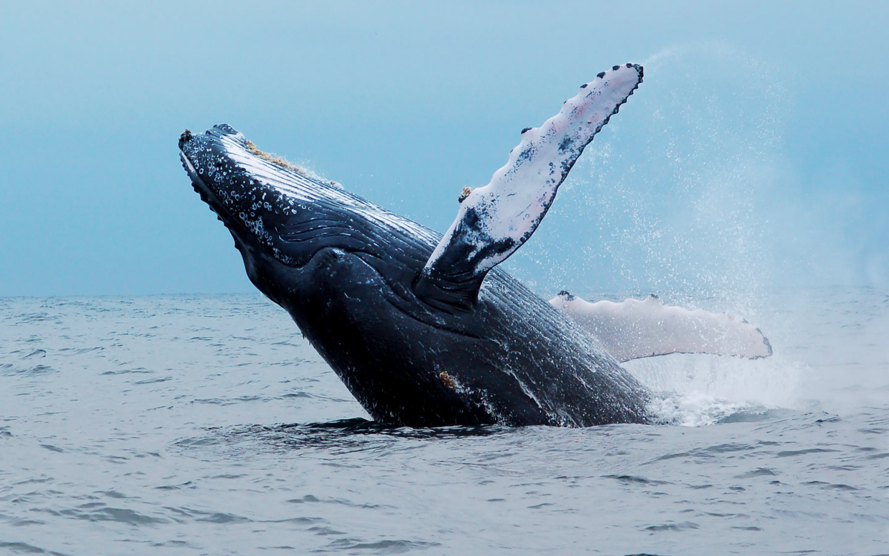 A humpback whale breaches fully from the ocean surface off the coast of Ecuador.
