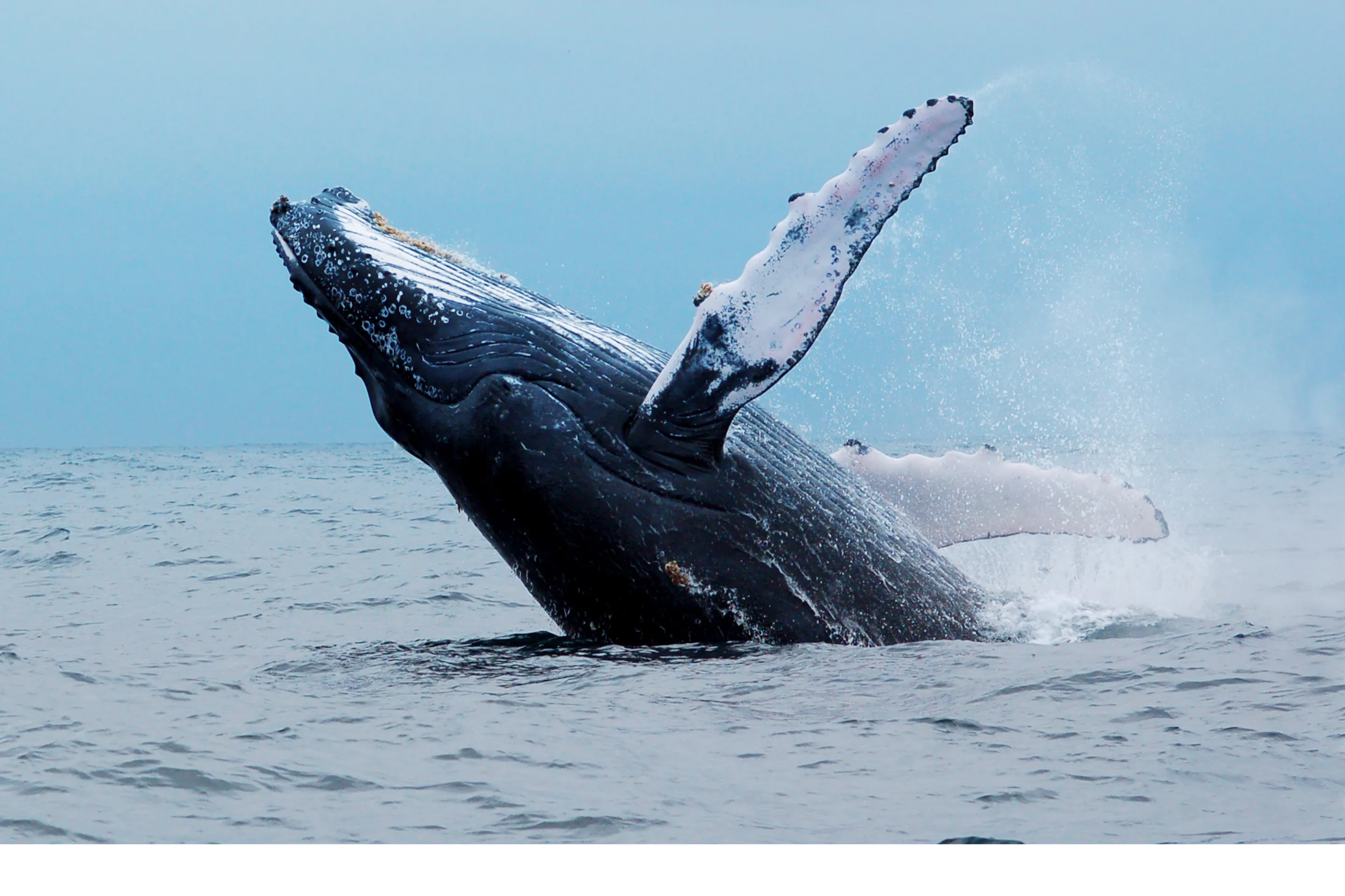 A humpback whale breaches fully from the ocean surface off the coast of Ecuador.