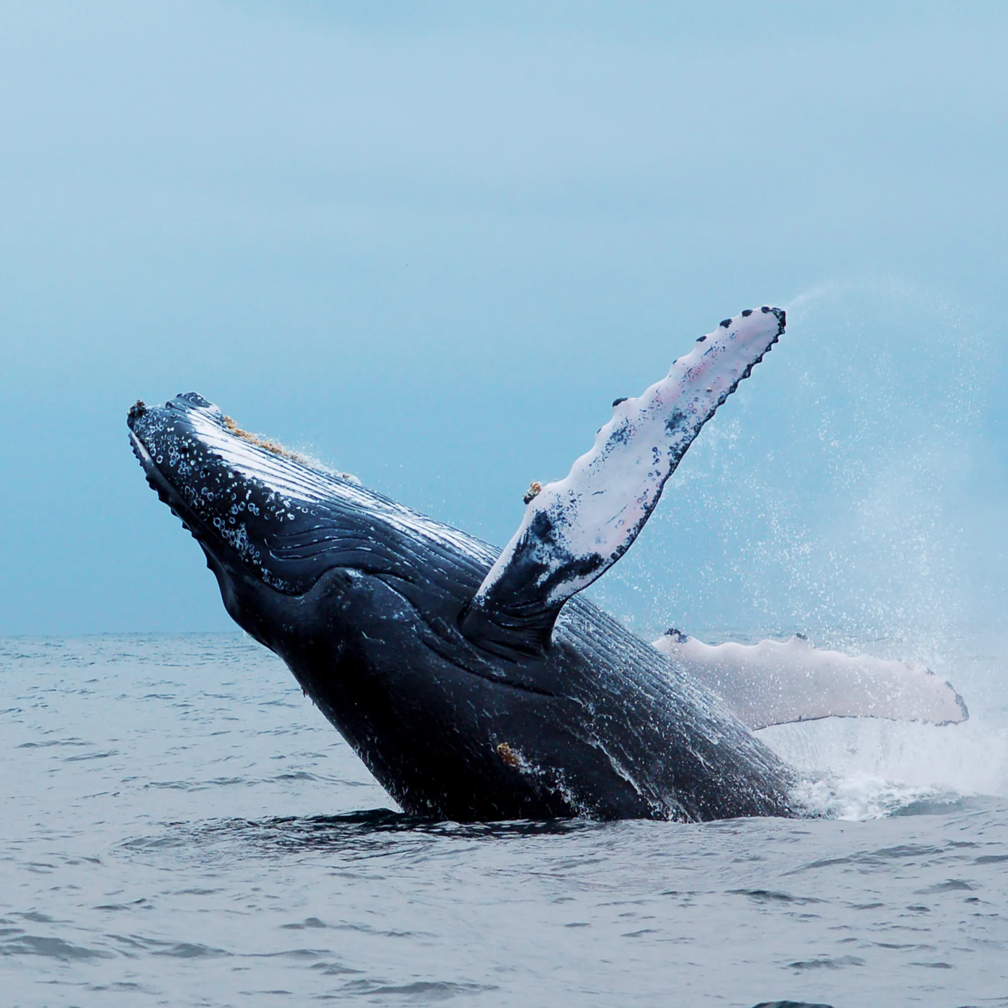 A humpback whale breaches fully from the ocean surface off the coast of Ecuador.
