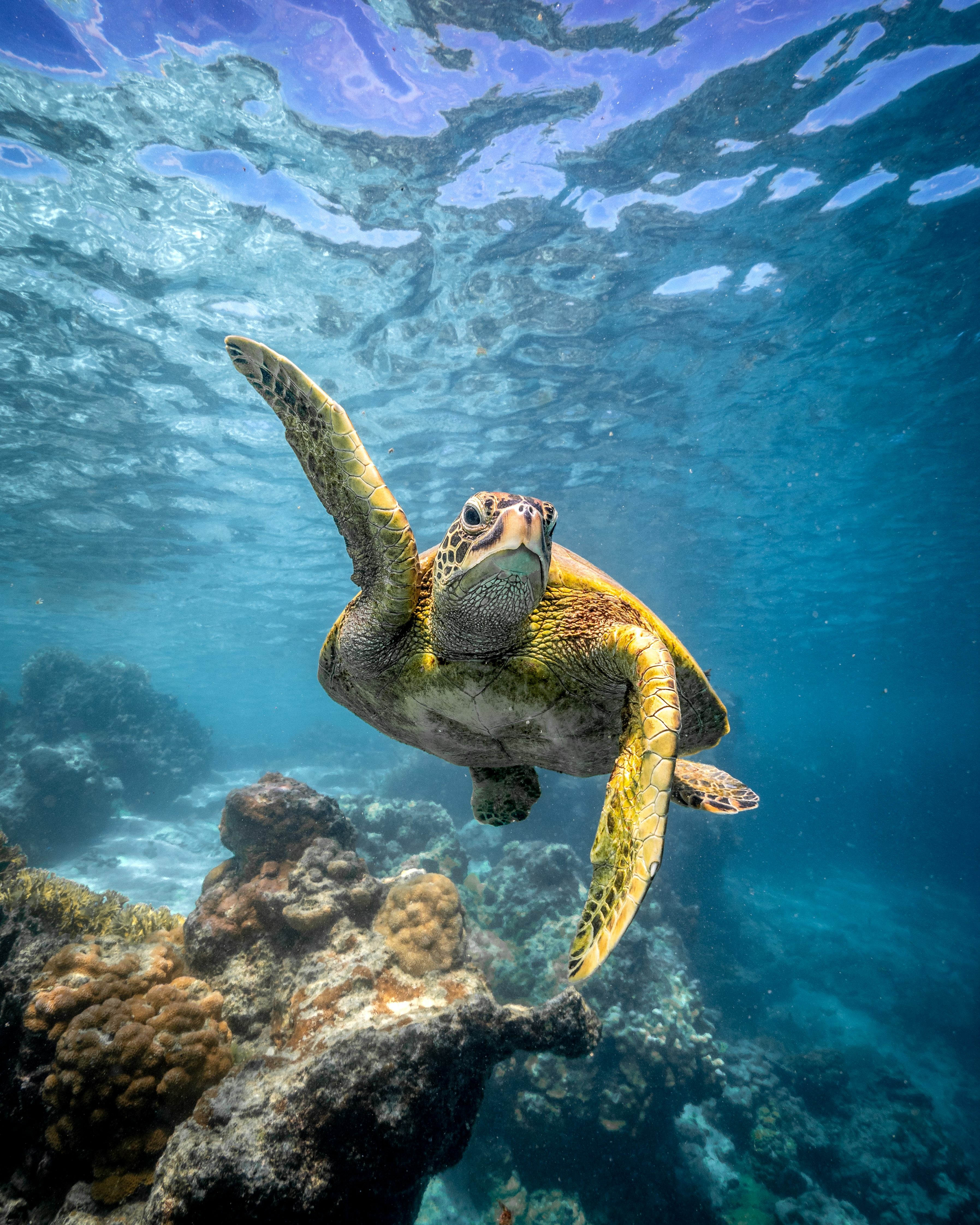 A green sea turtle swims through clear blue water above coral reef off the coast of Zanzibar.